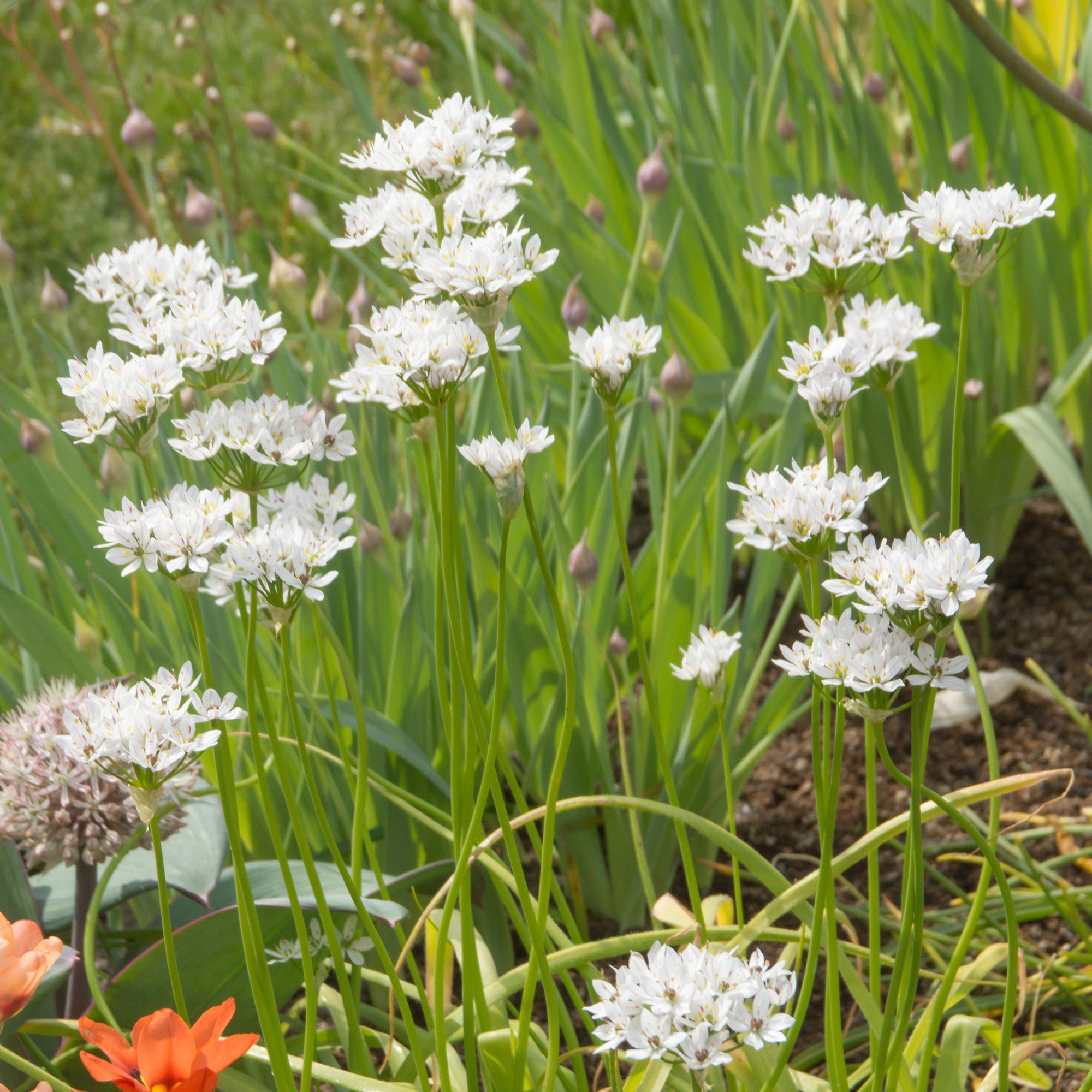 Allium Neapolitanum (12 Bulbs)