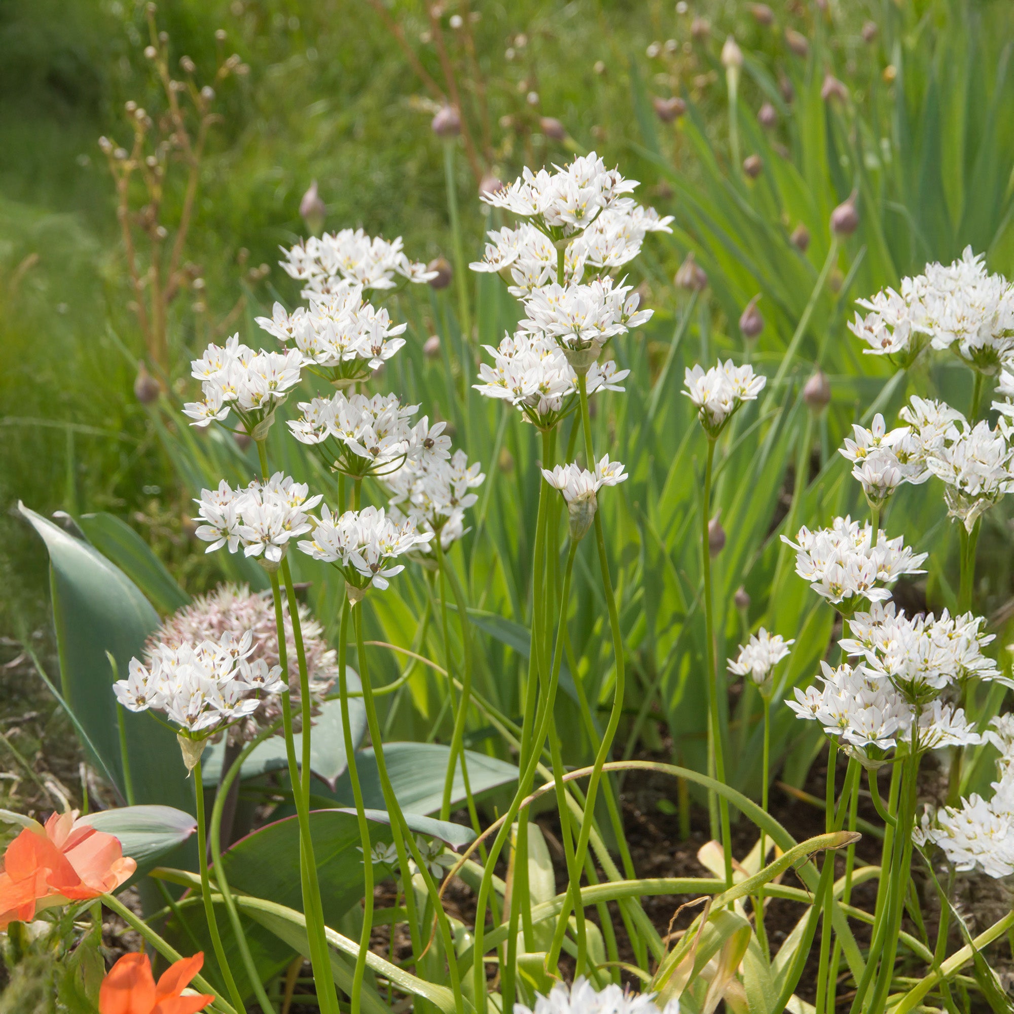 Allium Neapolitanum (12 Bulbs)