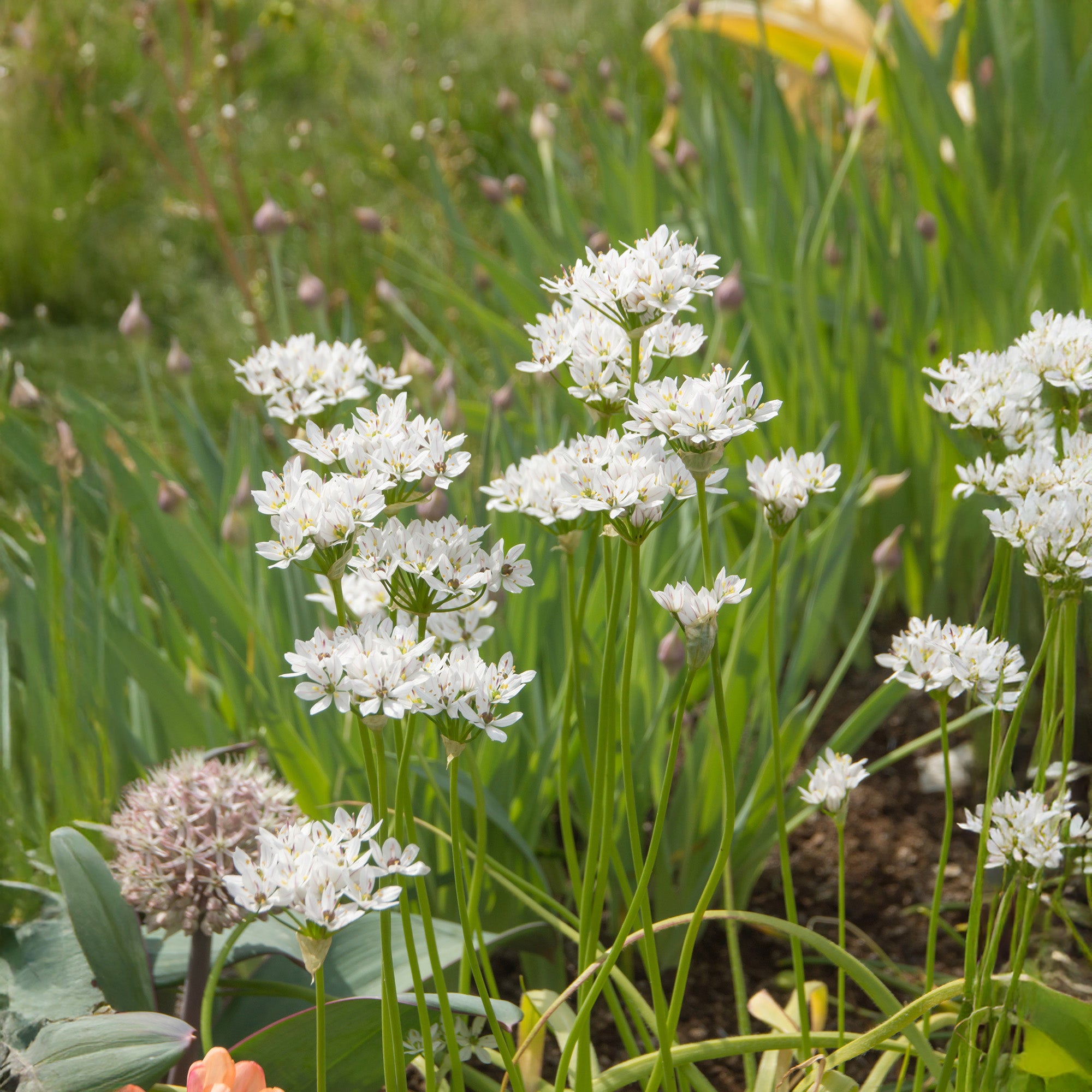 Allium Neapolitanum (12 Bulbs)