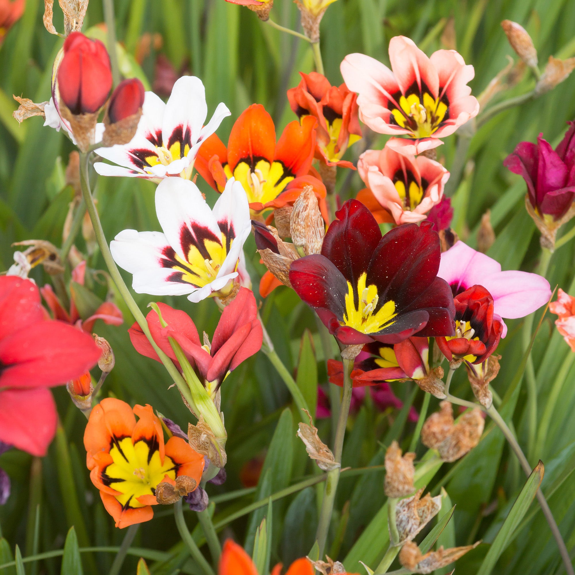 Sparaxis Superba Mix (15 Bulbs)