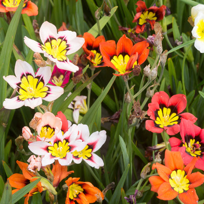 Sparaxis Superba Mix (15 Bulbs)
