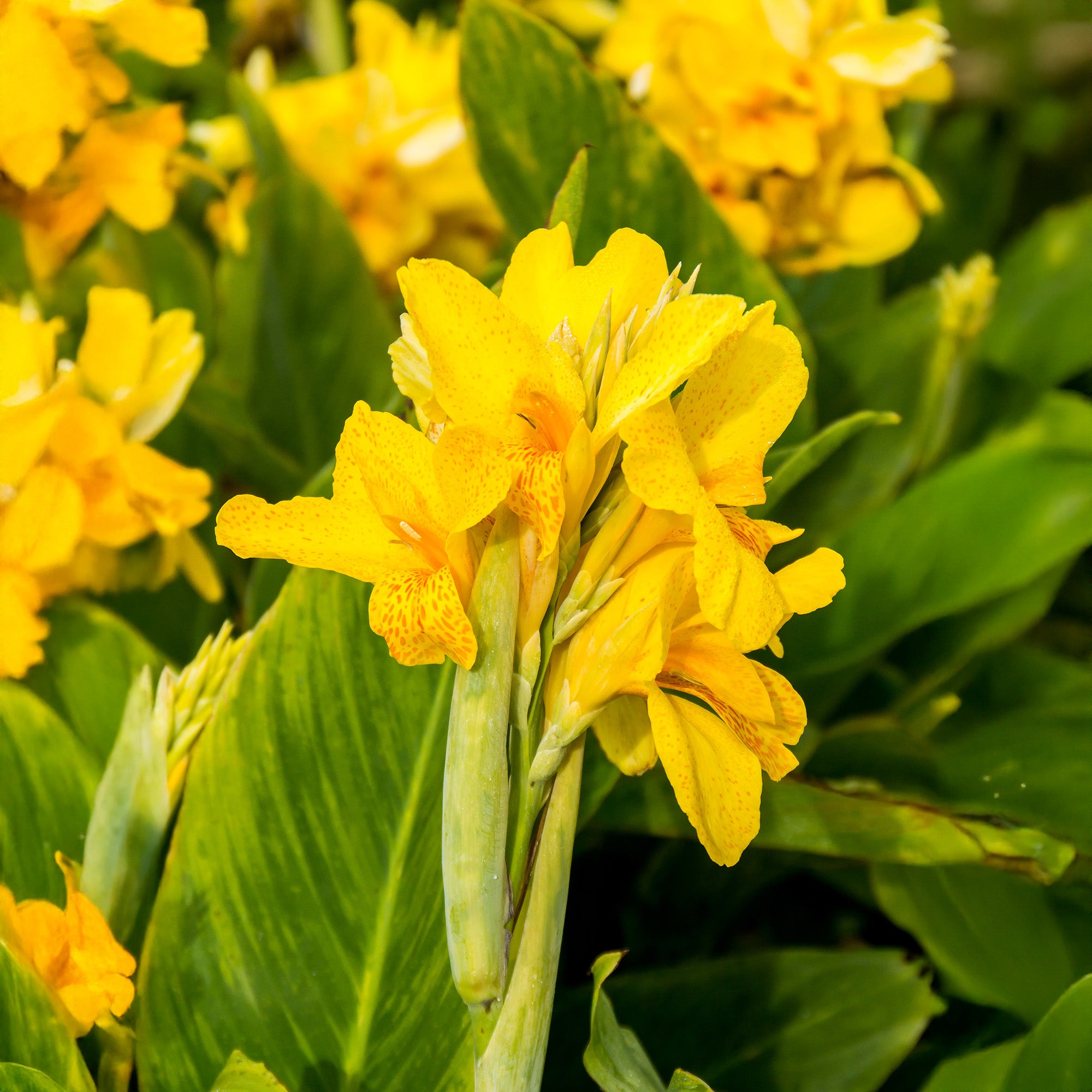 Canna Yara (1 Bulb)