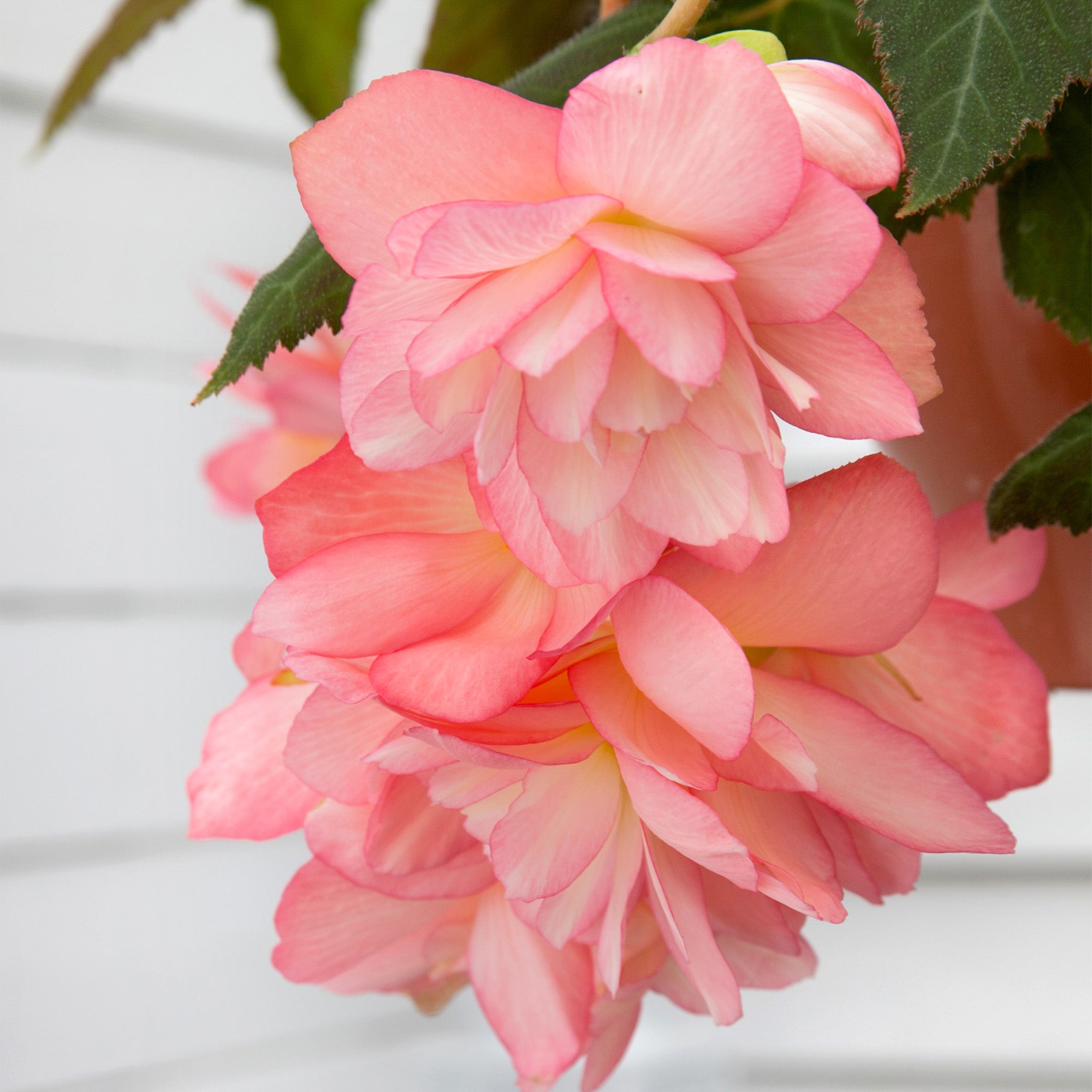 Begonia pendula pink