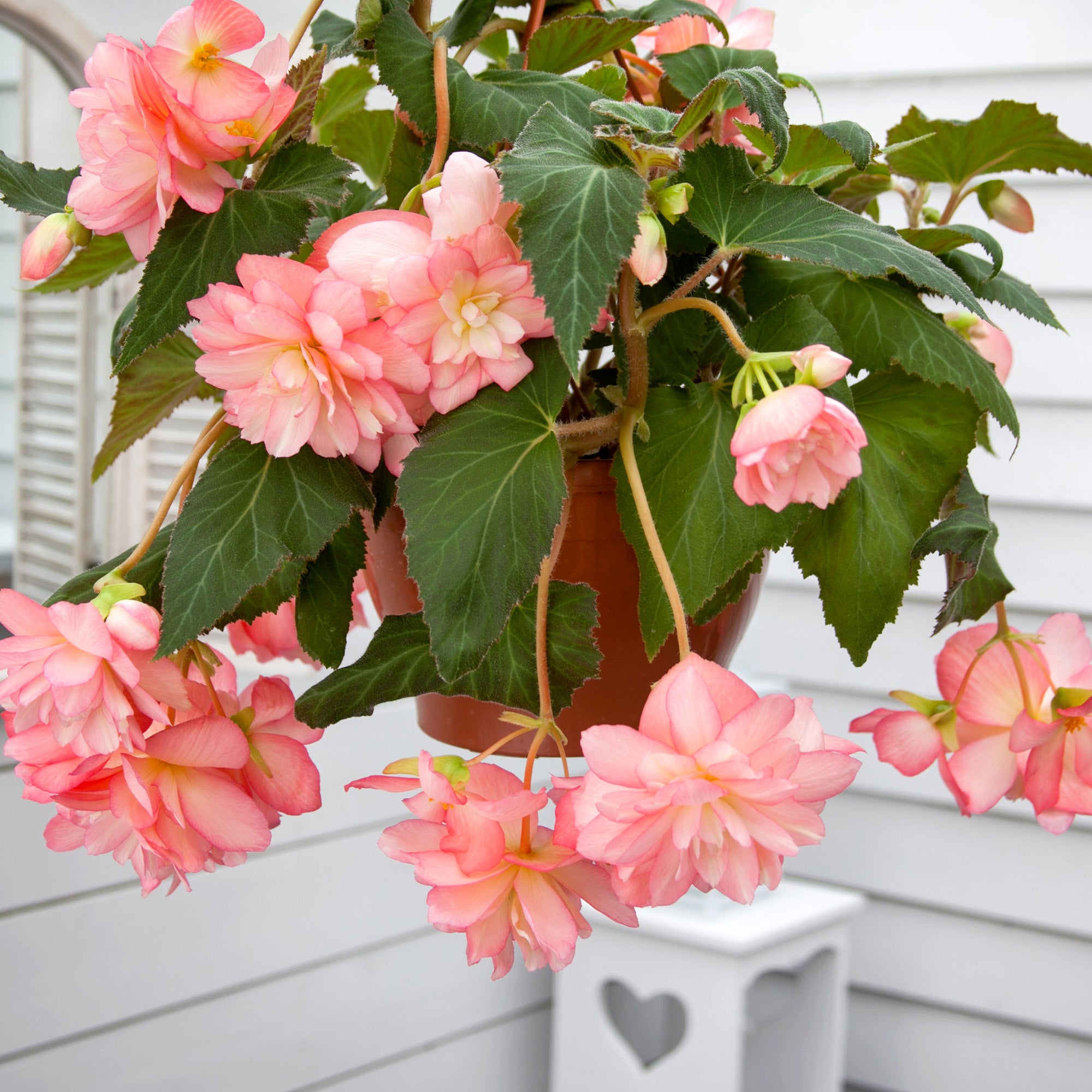 Begonia pendula pink