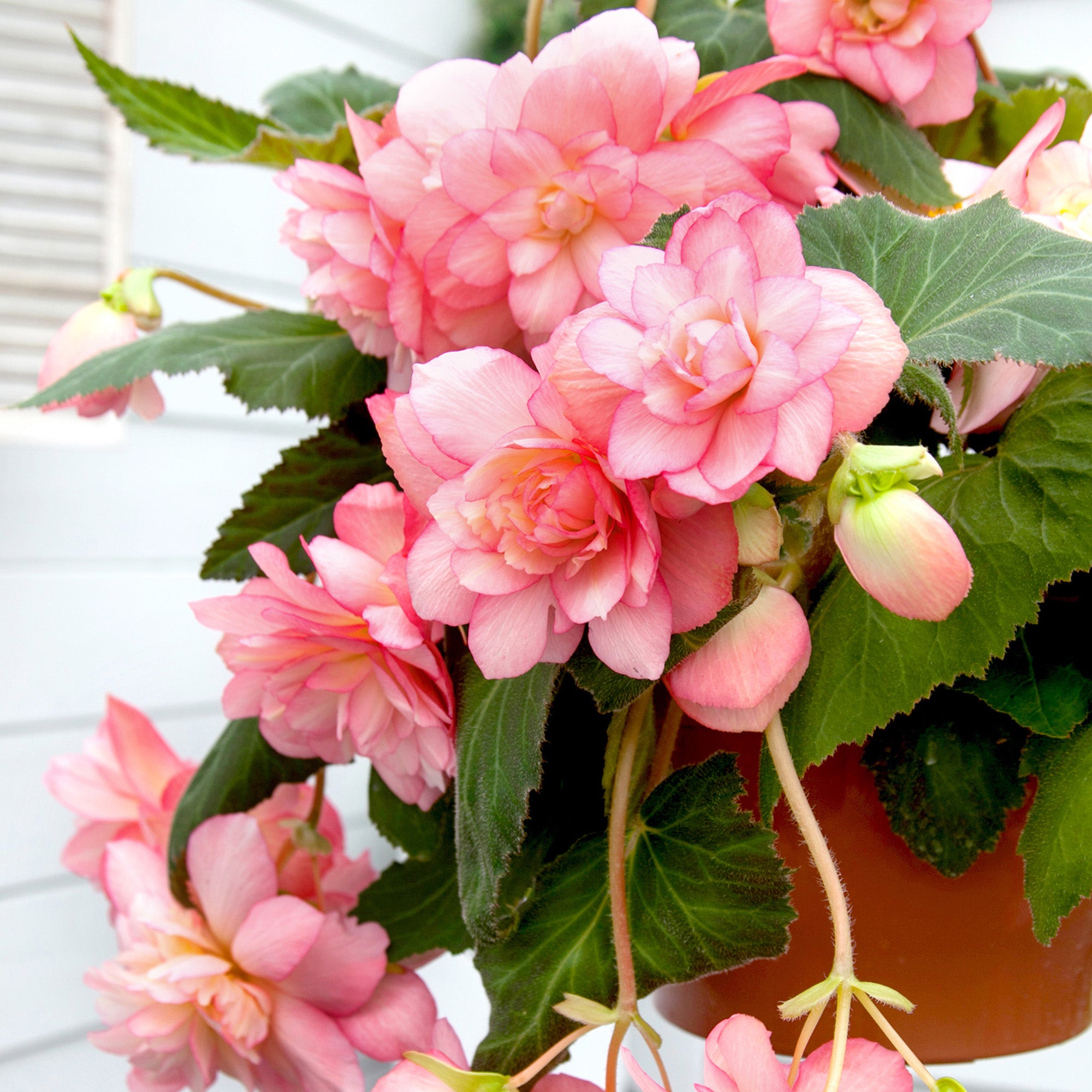 Begonia pendula pink