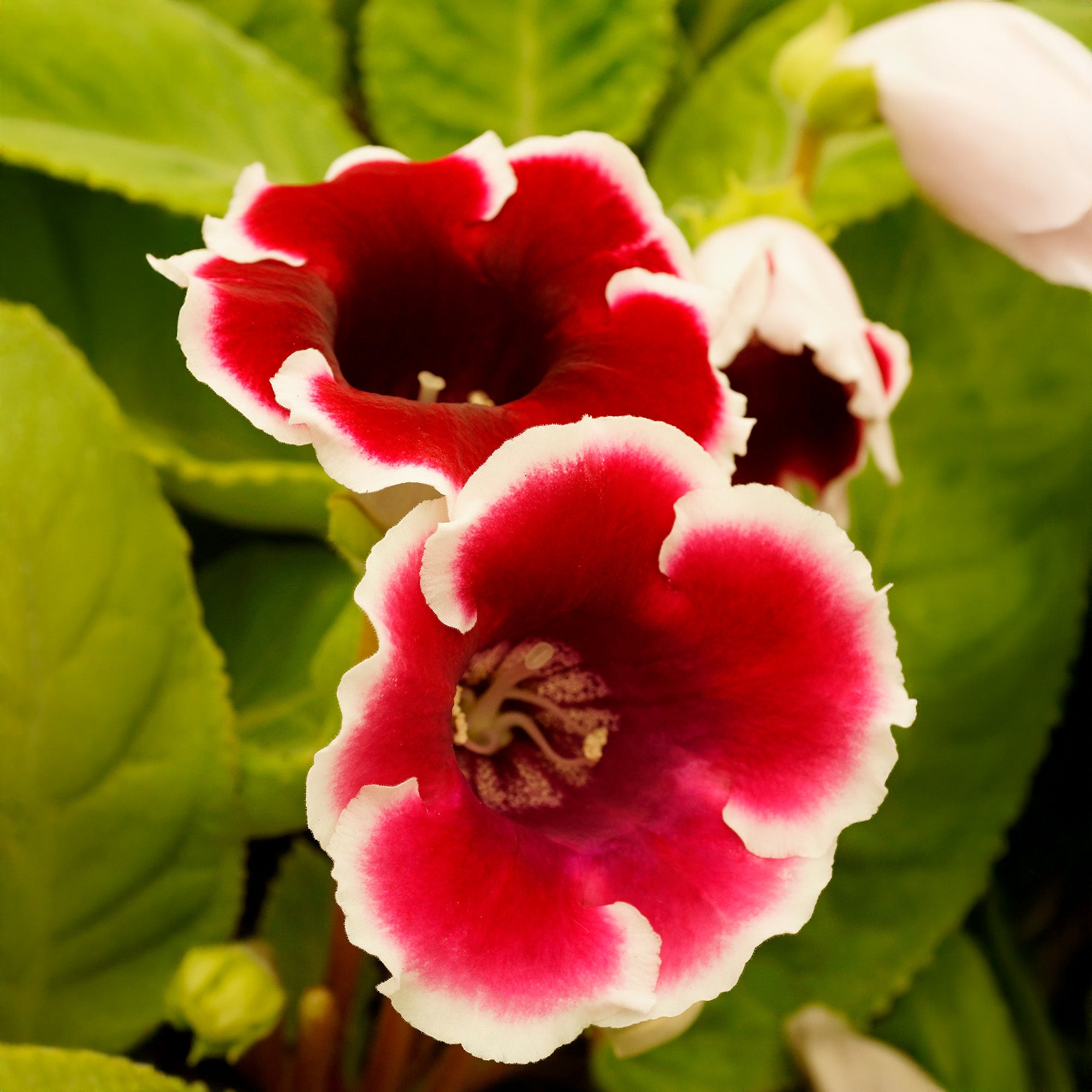 Gloxinia Kaiser Friedrich (2 Bulbs)