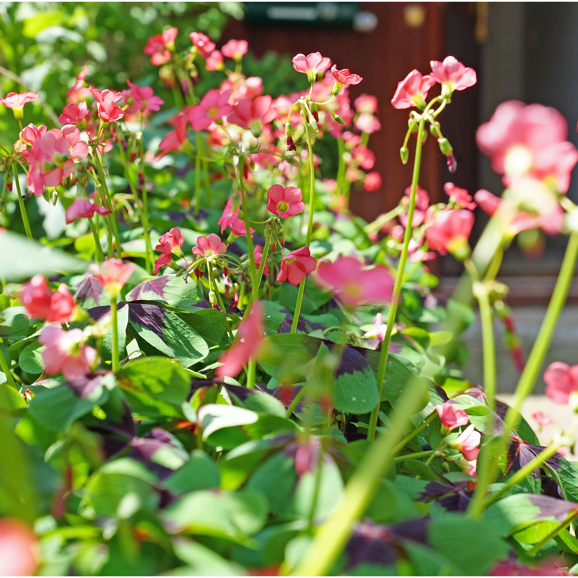 Oxalis Iron Cross (20 Bulbs)