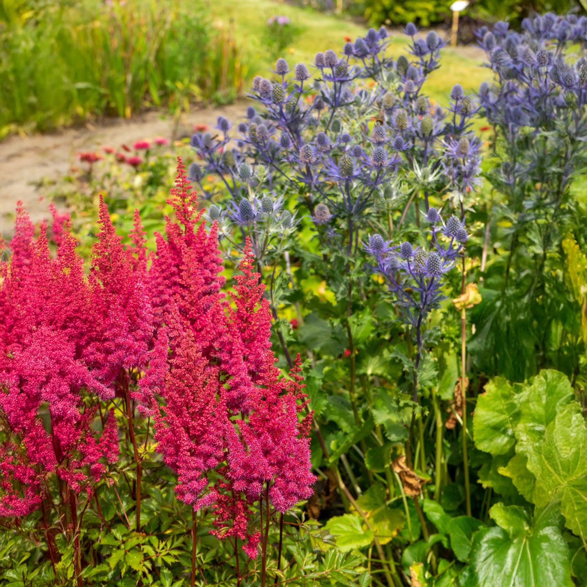 Astilbe Red (1 Bulb)