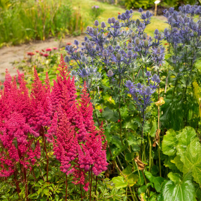 Astilbe Red (1 Bulb)