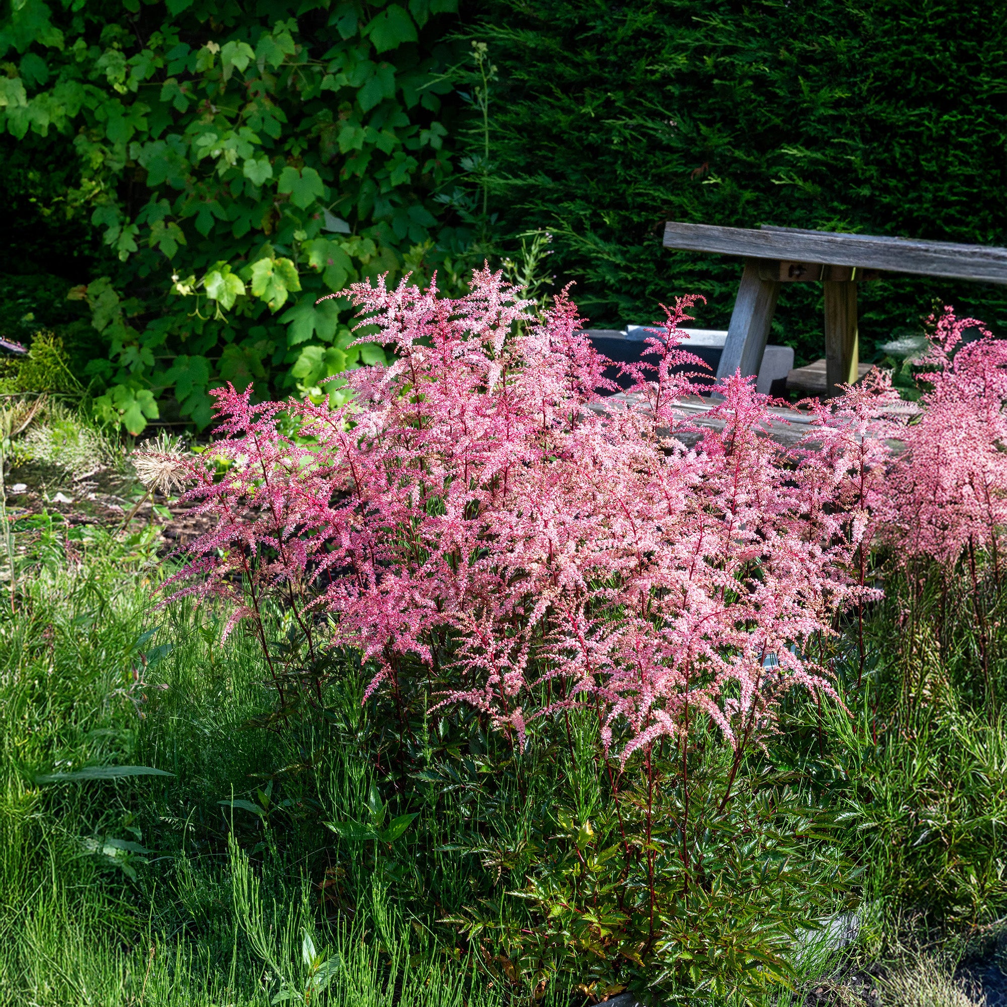 Astilbe Pink (1 Bulb)