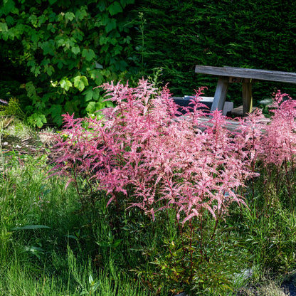 Astilbe Pink (1 Bulb)