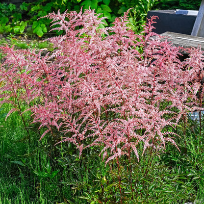 Astilbe Pink (1 Bulb)