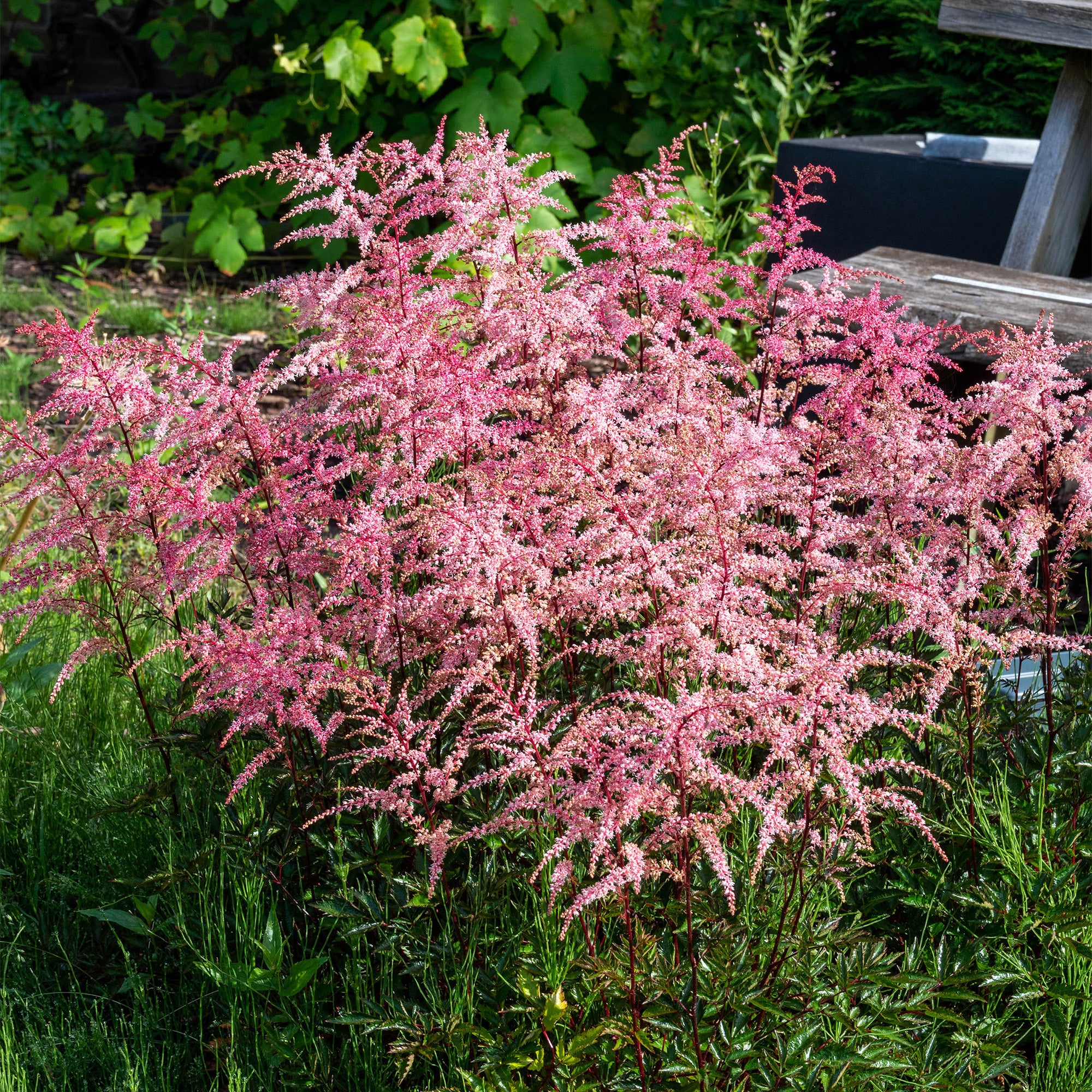 Astilbe Pink (1 Bulb)