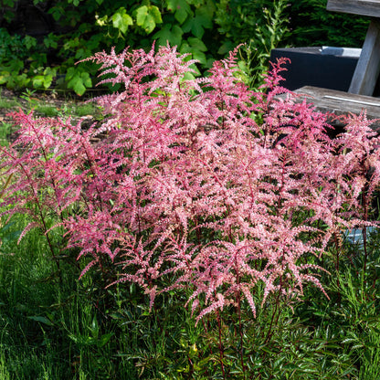 Astilbe Pink (1 Bulb)