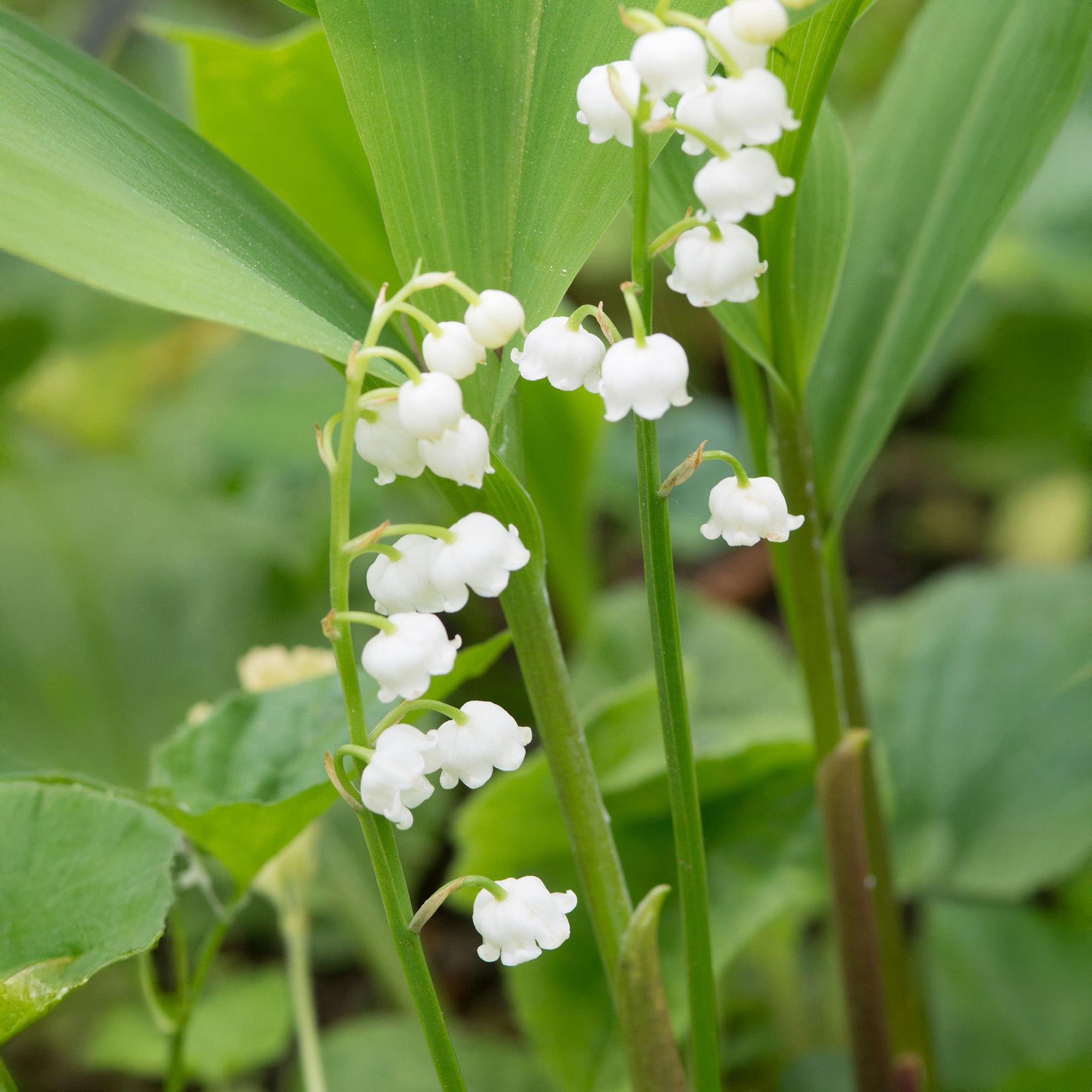Convallaria White (3 Bulbs)