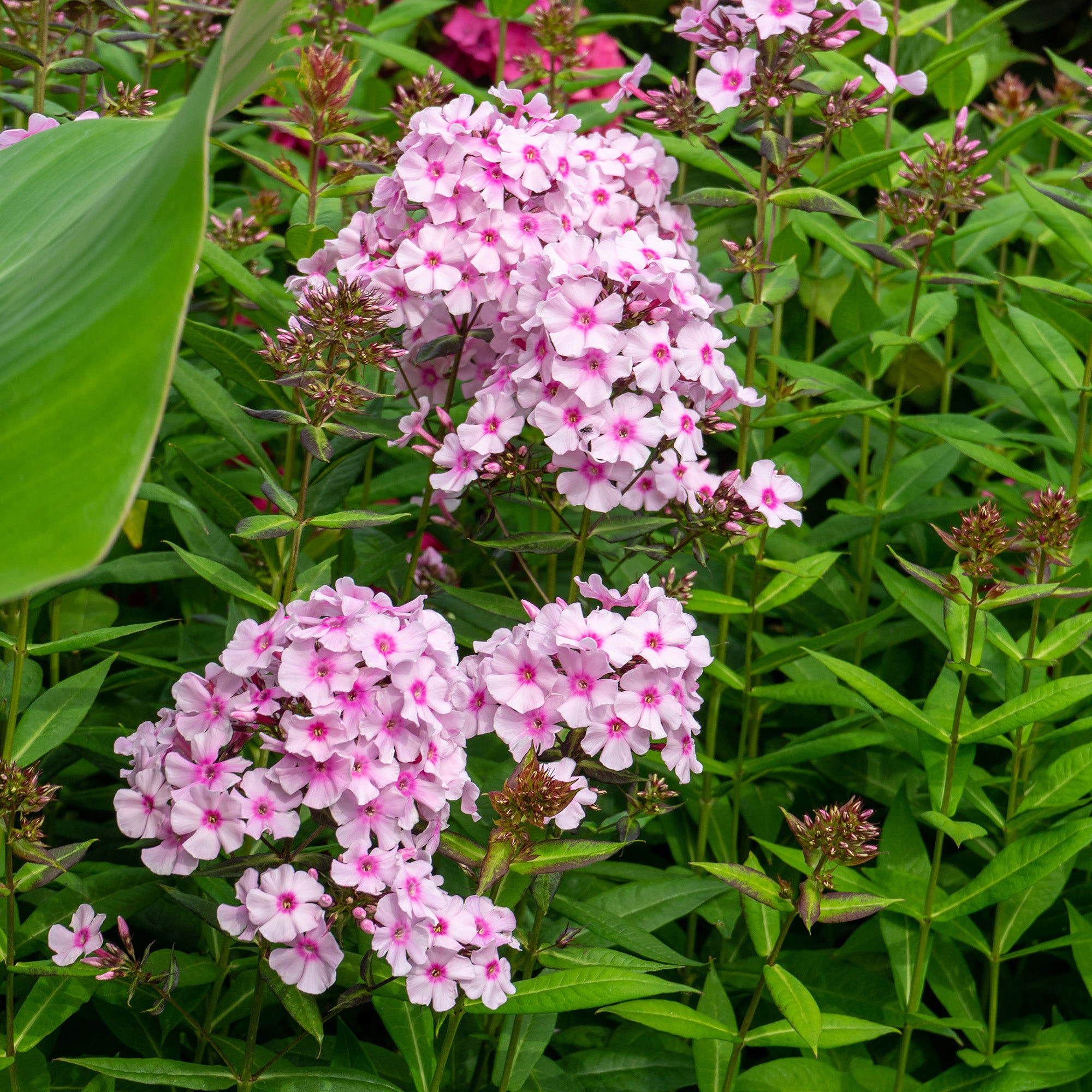 Phlox Bright Eyes (1 Bulb)