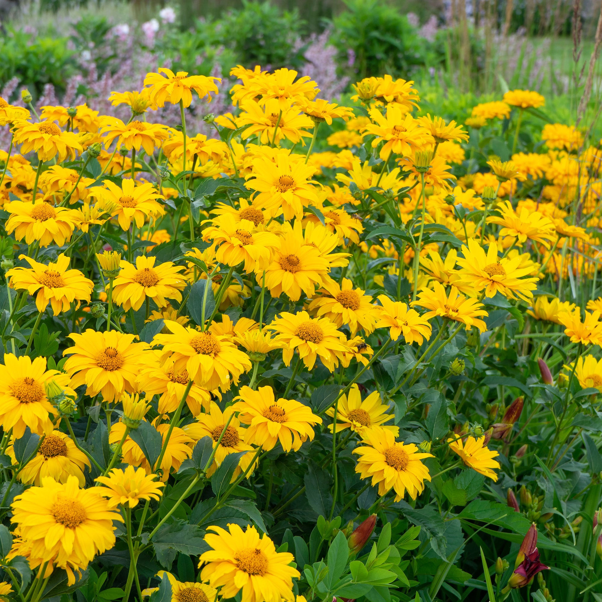 Heliopsis Scabra (3 Bulbs)