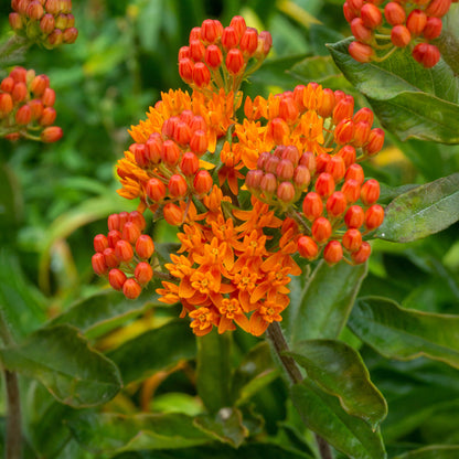 Asclepia Tuberosa (3 Bulbs)