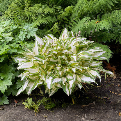 Hosta Medio Variegata (1 Bulb)