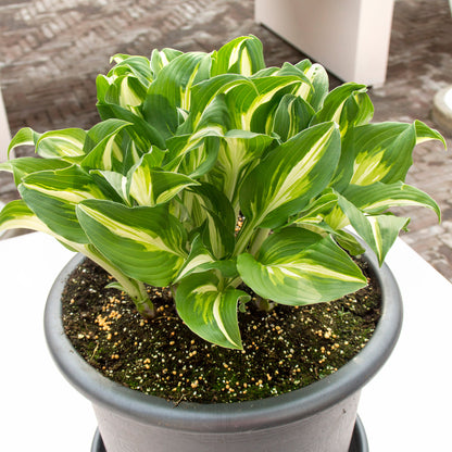 Hosta Medio Variegata (1 Bulb)