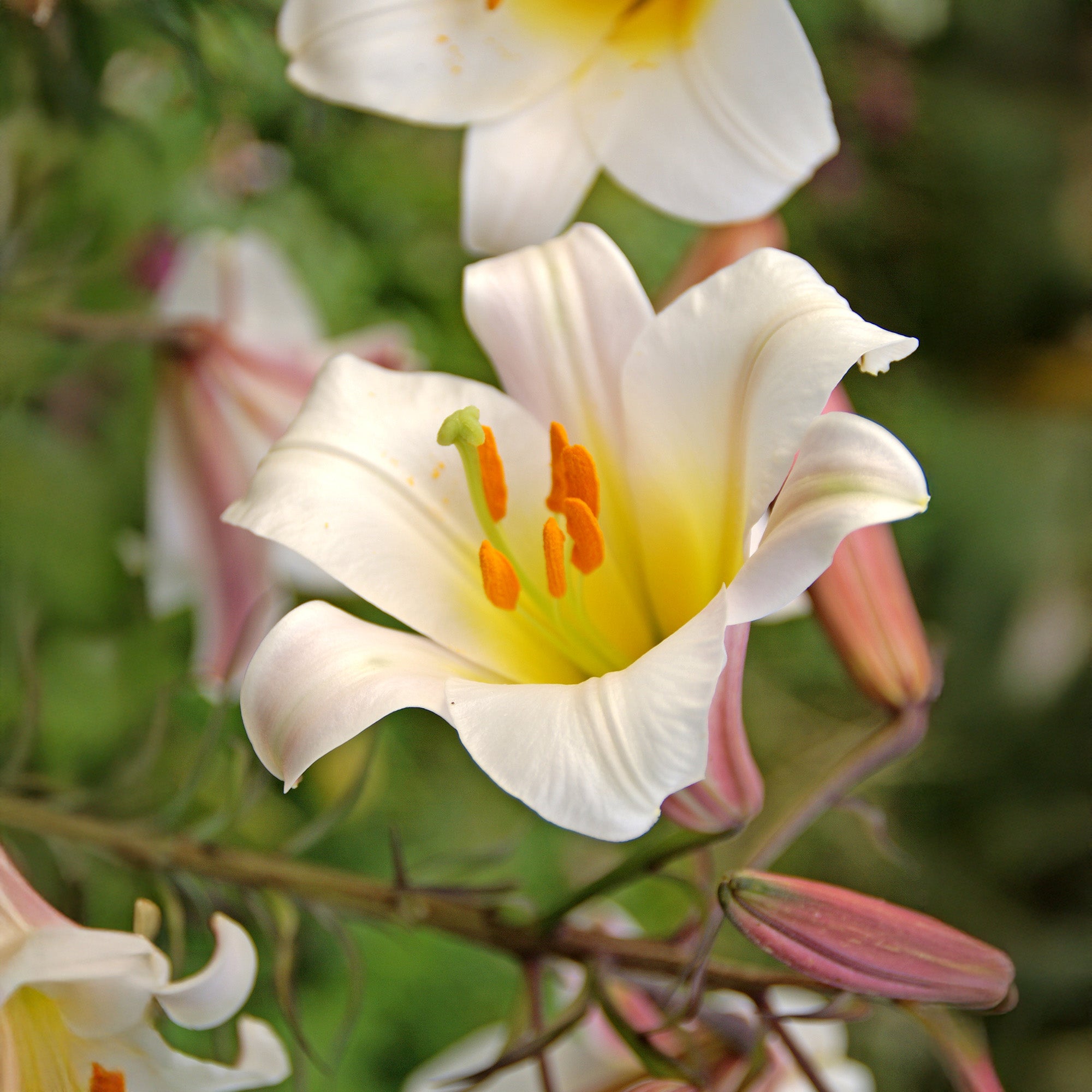 Lilium Regale (3 Bulbs)