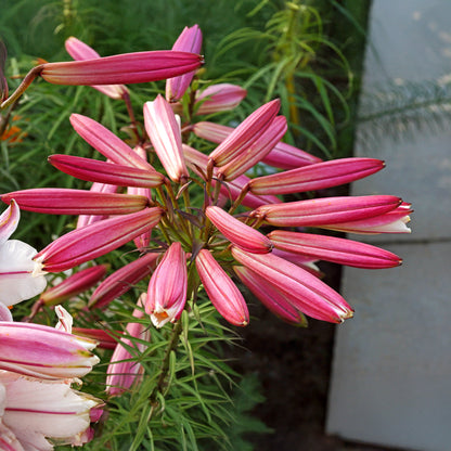 Lilium Regale (3 Bulbs)