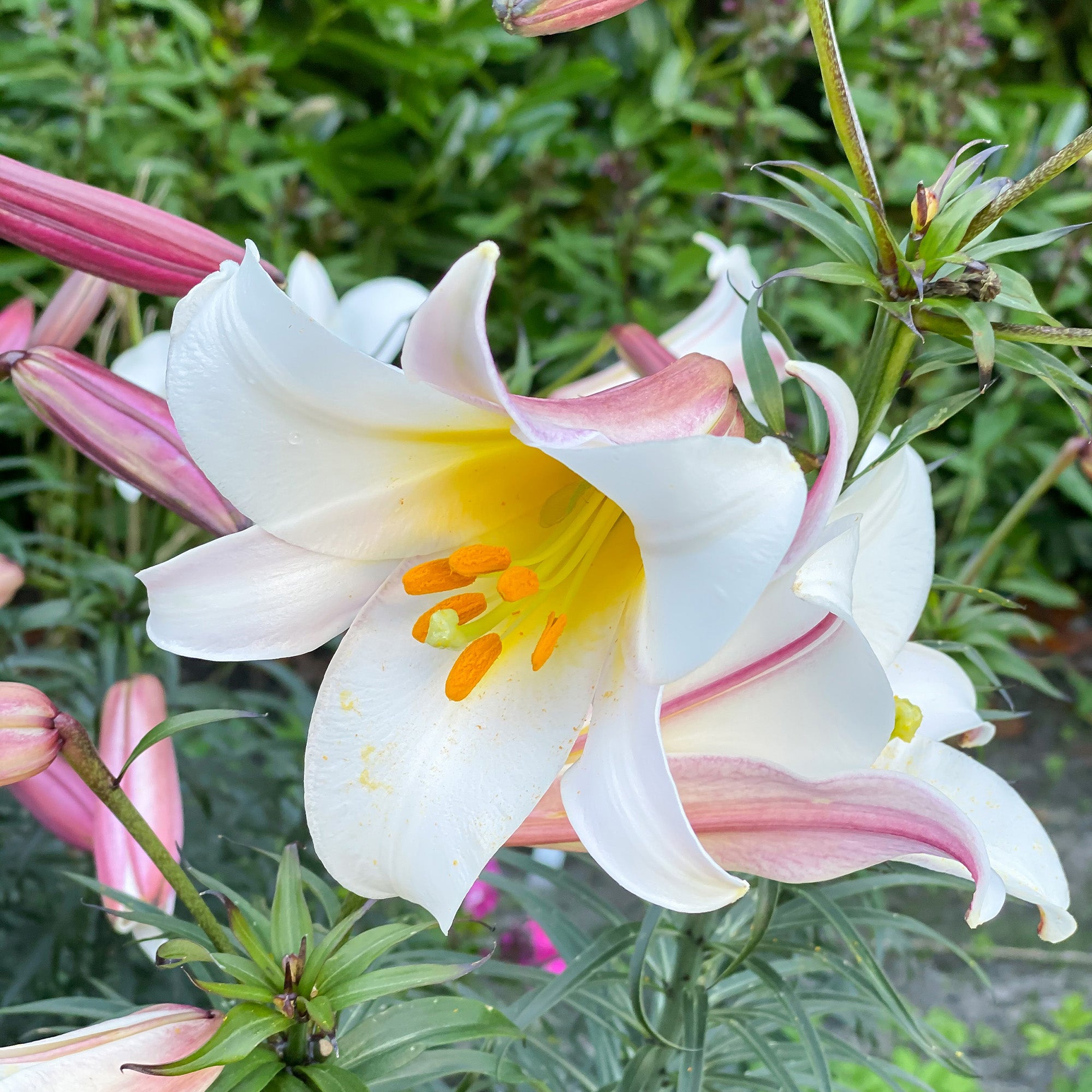 Lilium Regale (3 Bulbs)