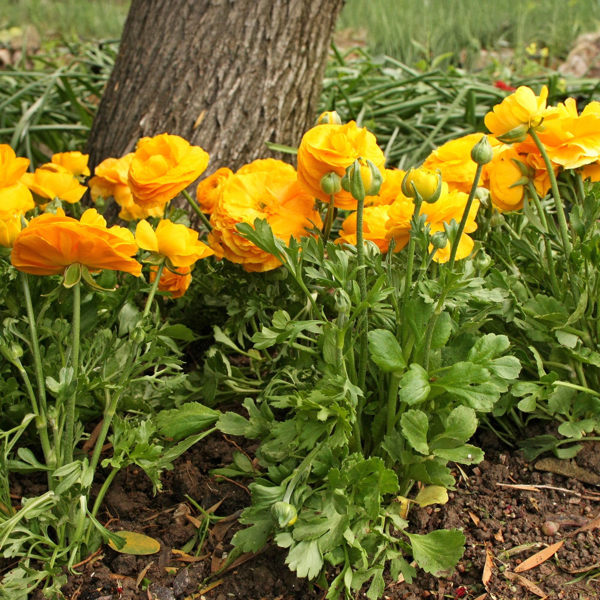 Ranunculus orange (12 Bulbs)