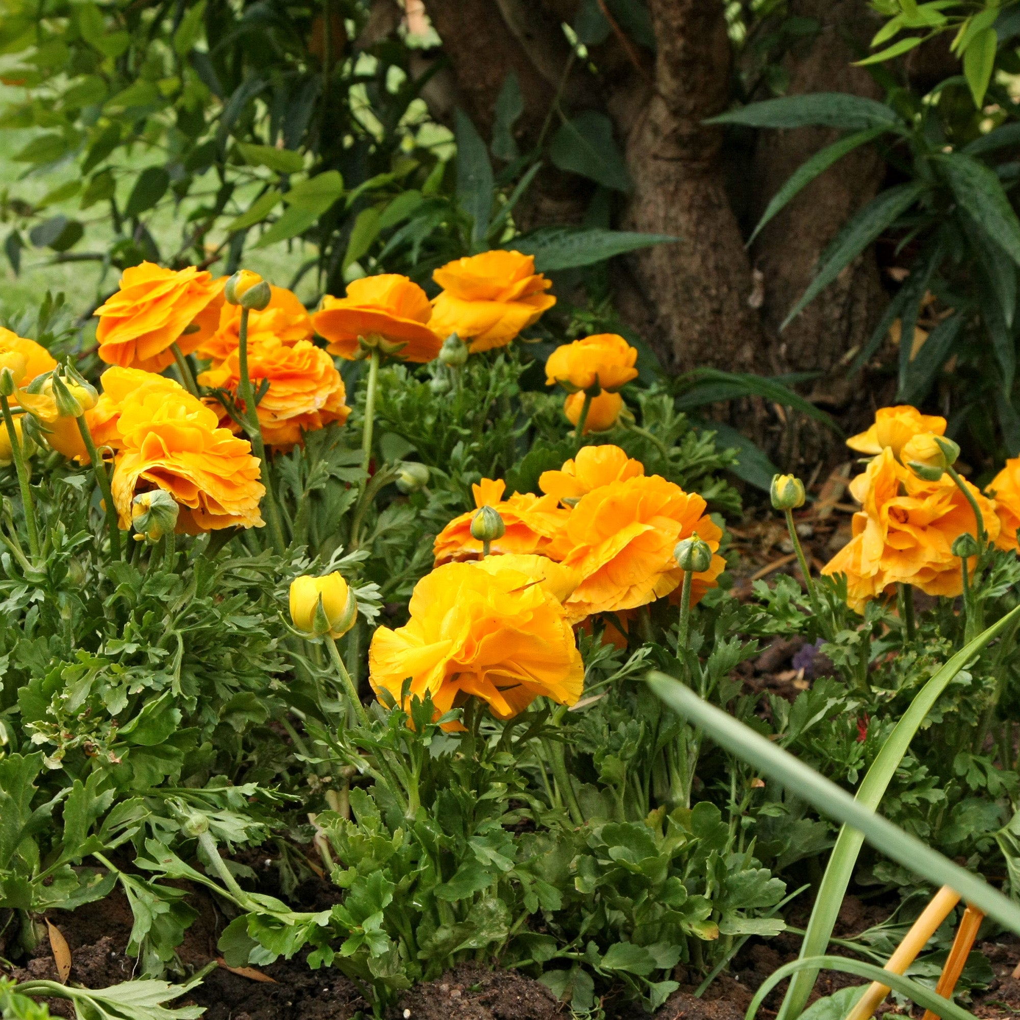 Ranunculus orange (12 Bulbs)