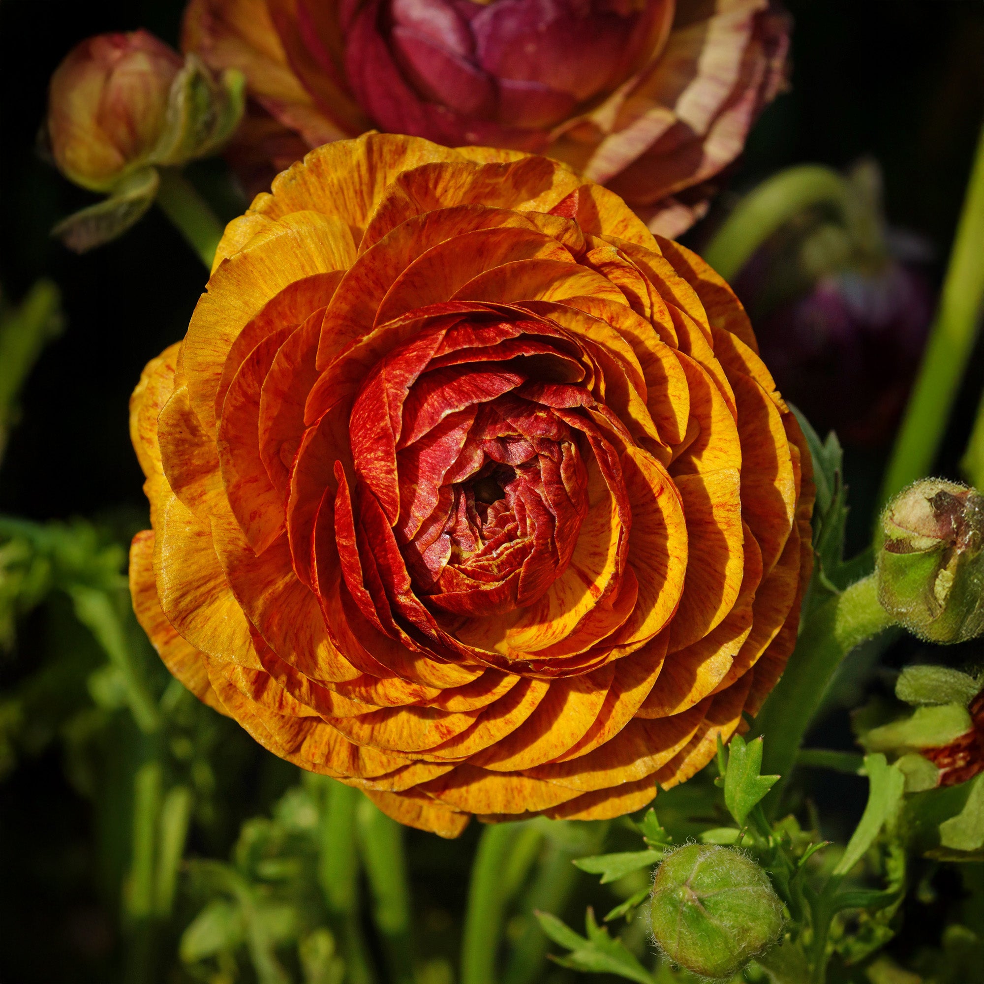 Ranunculus Picotee Café au Lait (12 Bulbs)