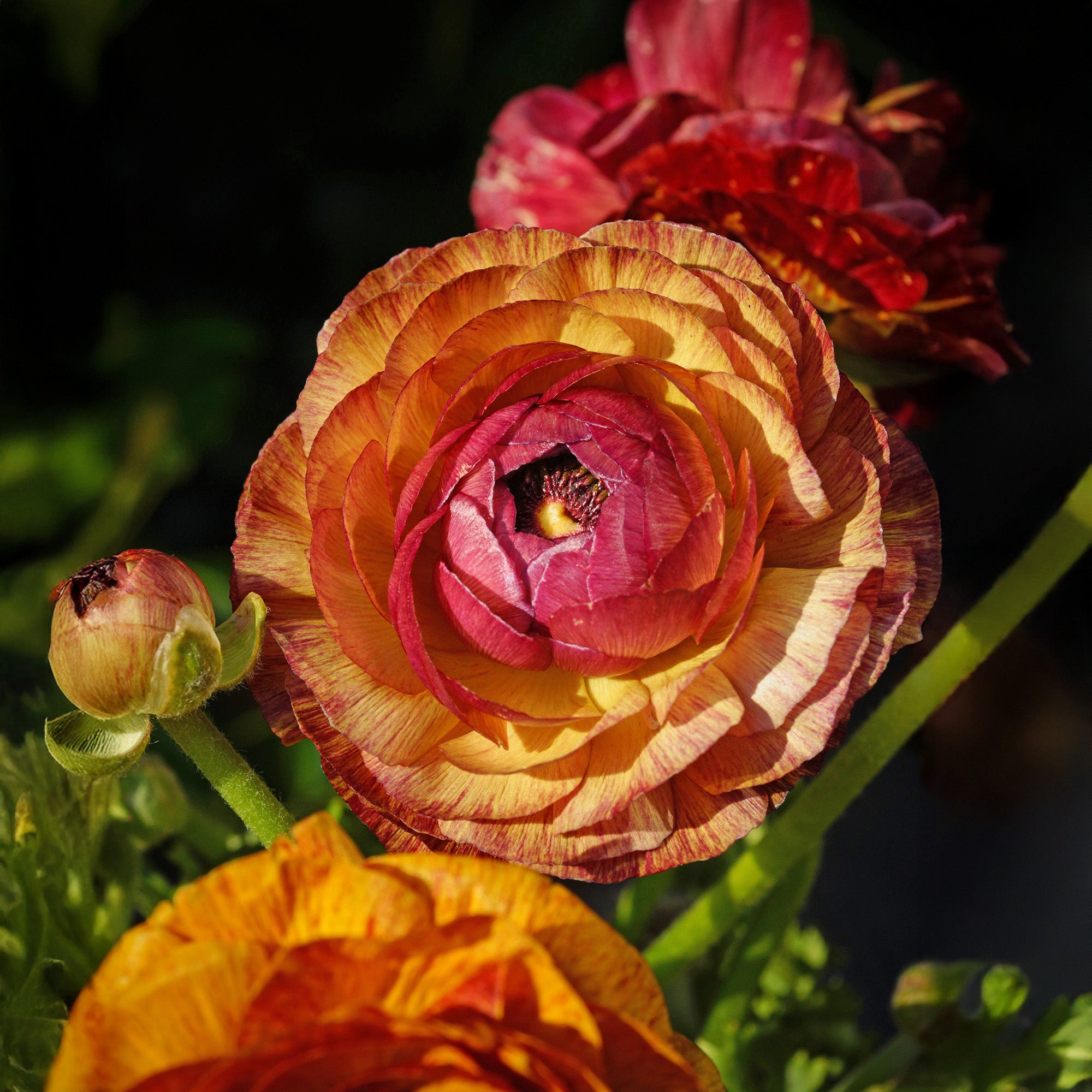 Ranunculus Picotee Café au Lait (12 Bulbs)