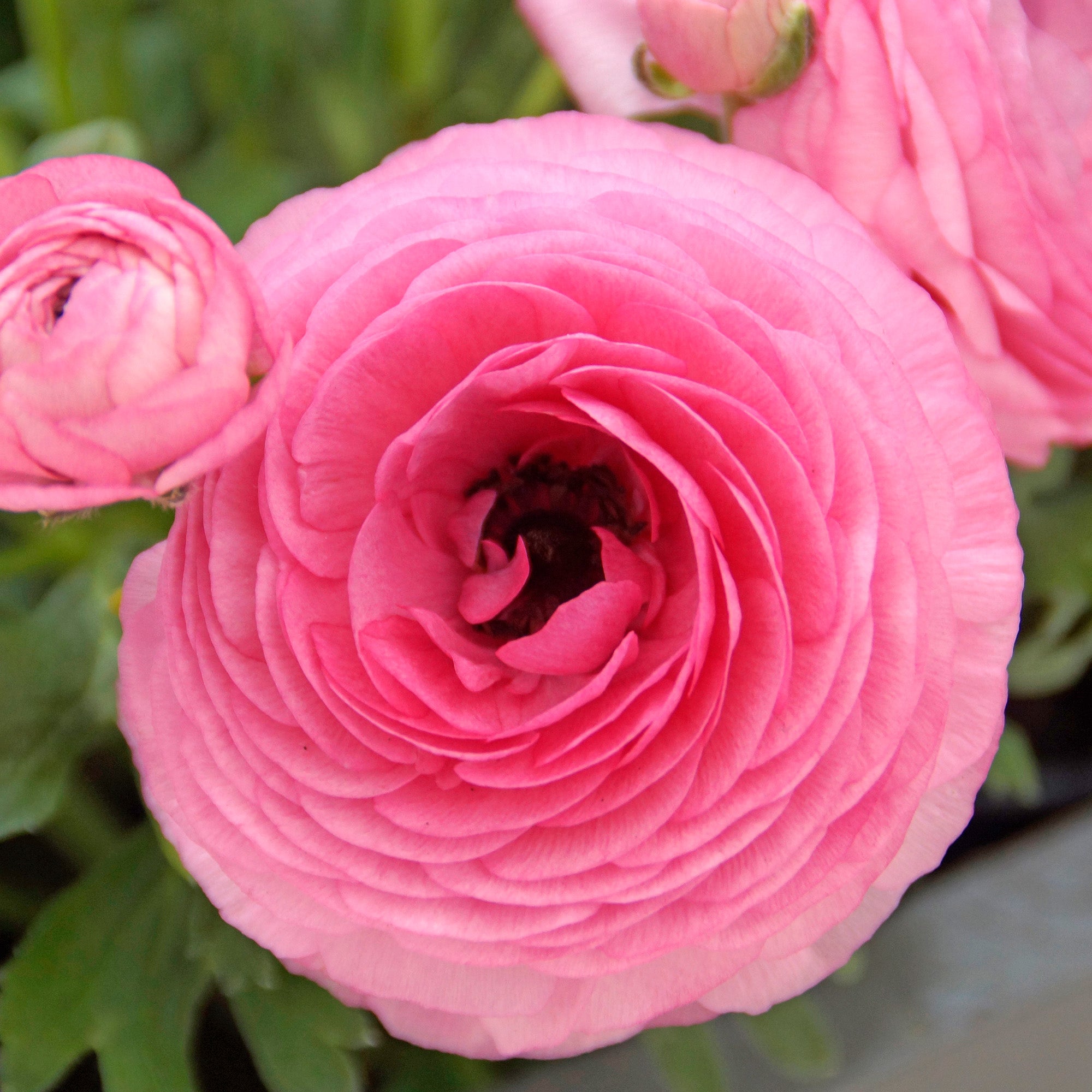 Ranunculus pink (12 Bulbs)