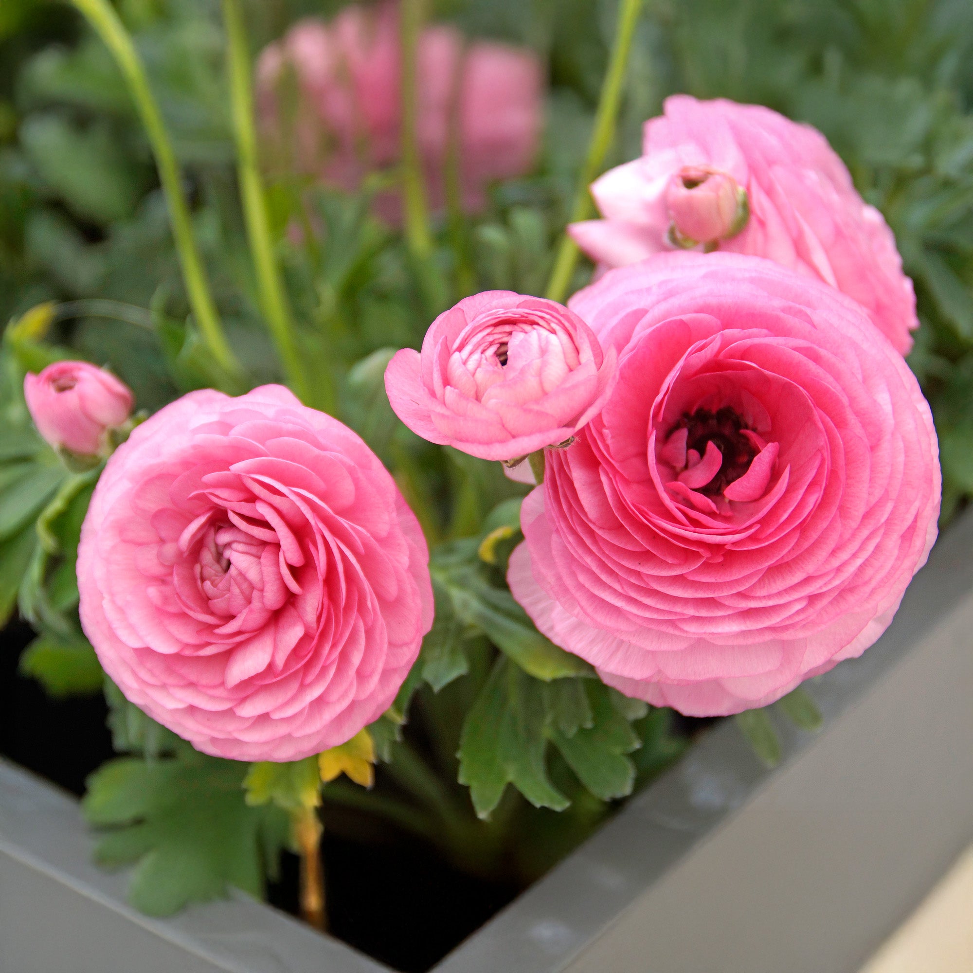 Ranunculus pink (12 Bulbs)