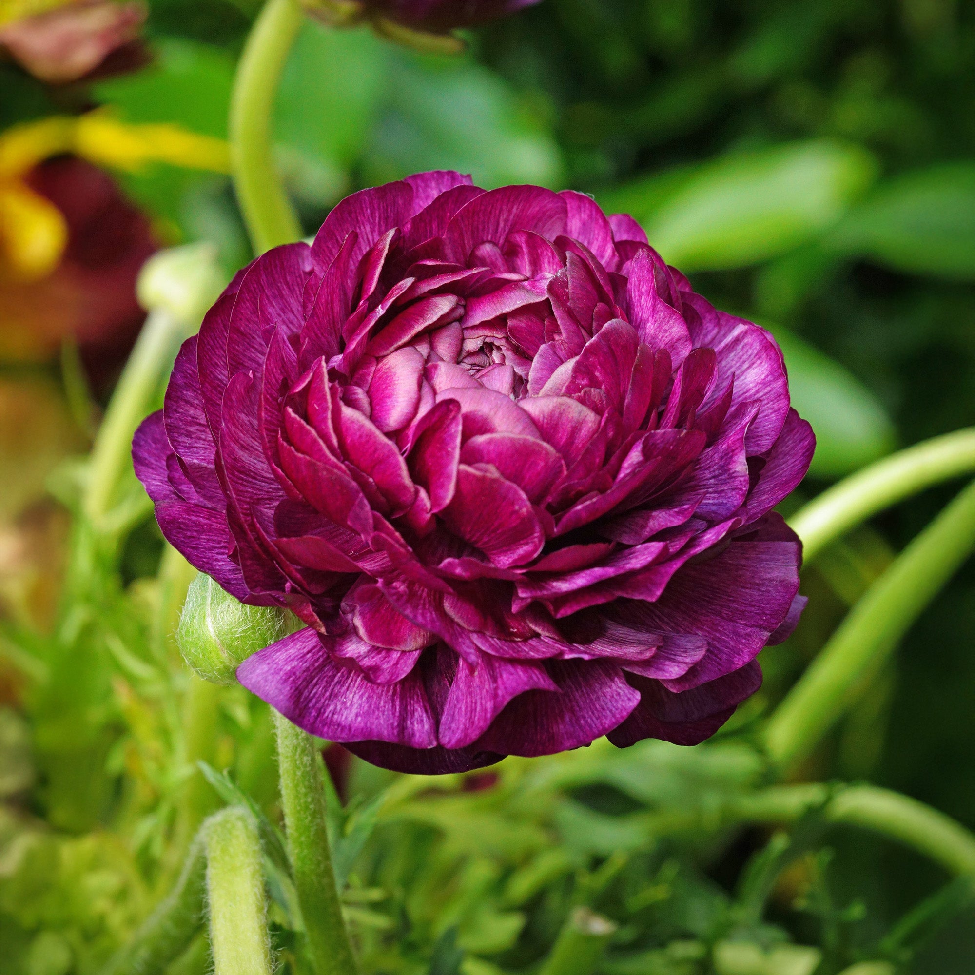Ranunculus Purple Sensation (12 Bulbs)