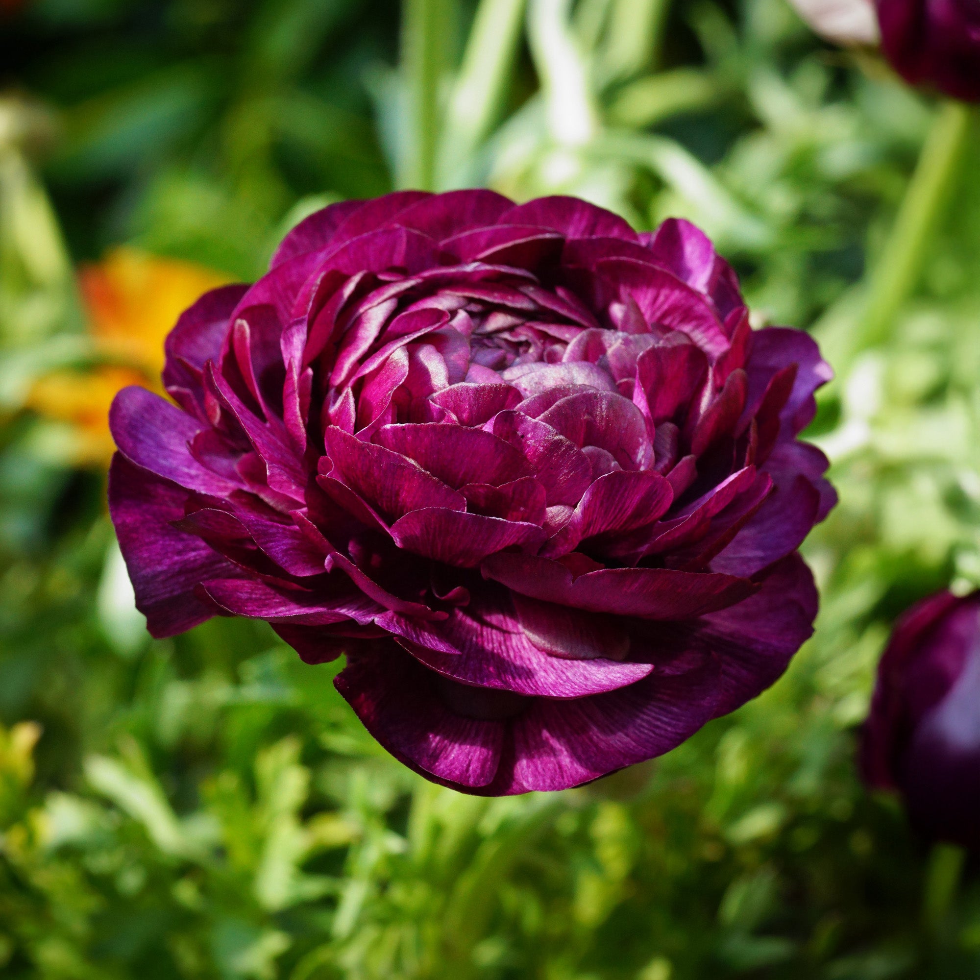 Ranunculus Purple Sensation (12 Bulbs)