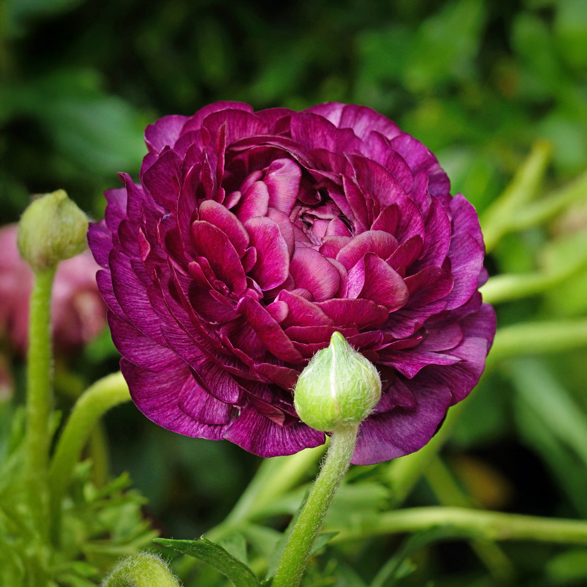 Ranunculus Purple Sensation (12 Bulbs)
