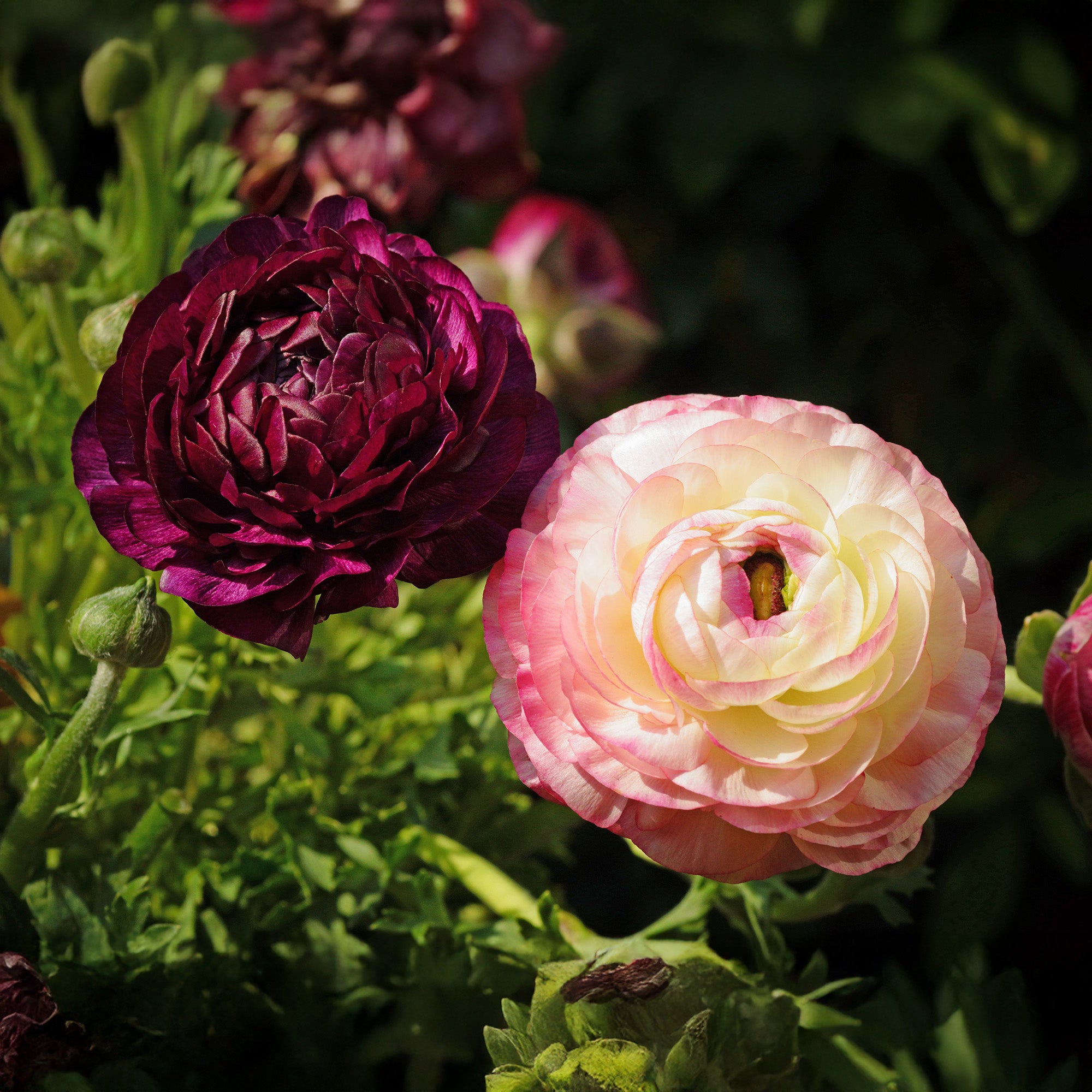 Ranunculus Purple Sensation (12 Bulbs)