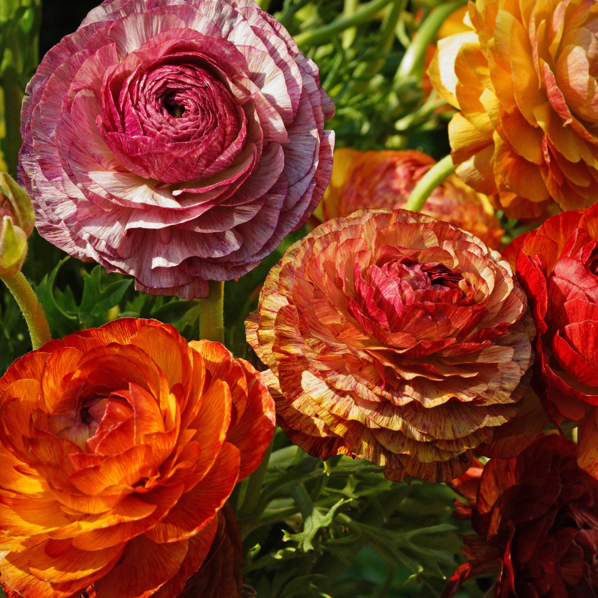 Ranunculus Picotee Café au Lait (12 Bulbs)