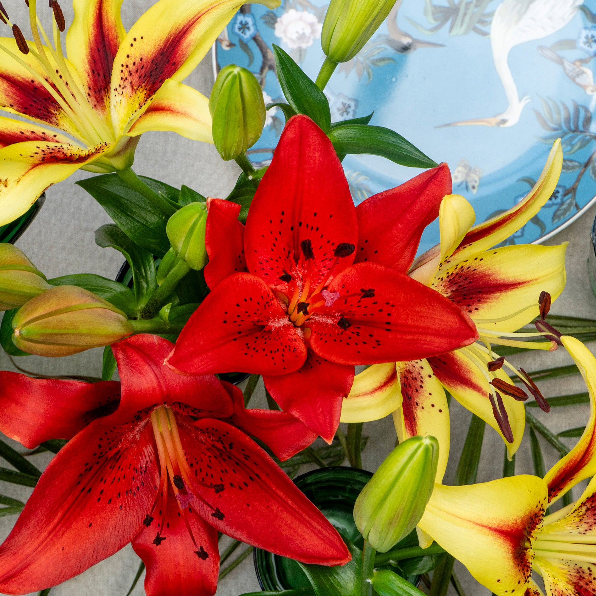 Lilium Red (1 Bulb)