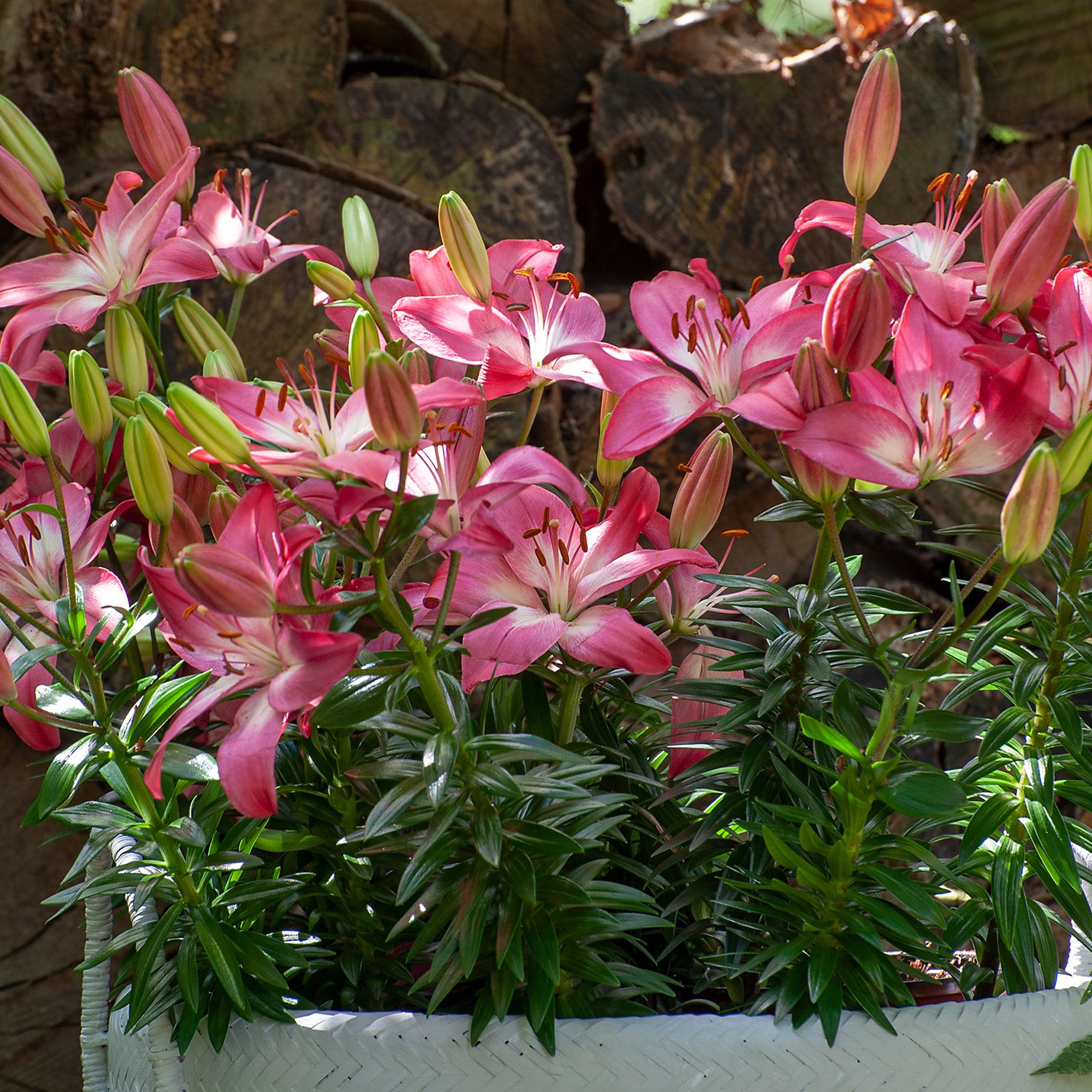 Lilium Pink (1 Bulb)