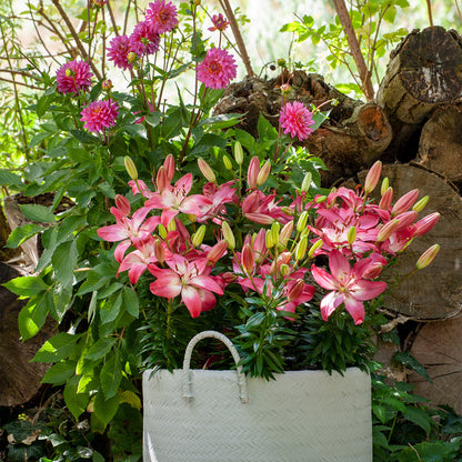 Lilium Pink (1 Bulb)