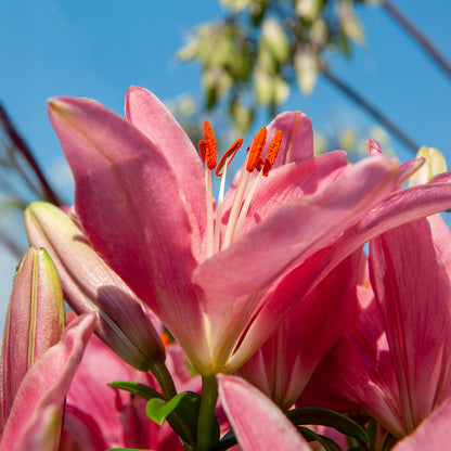 Lilium Pink (1 Bulb)
