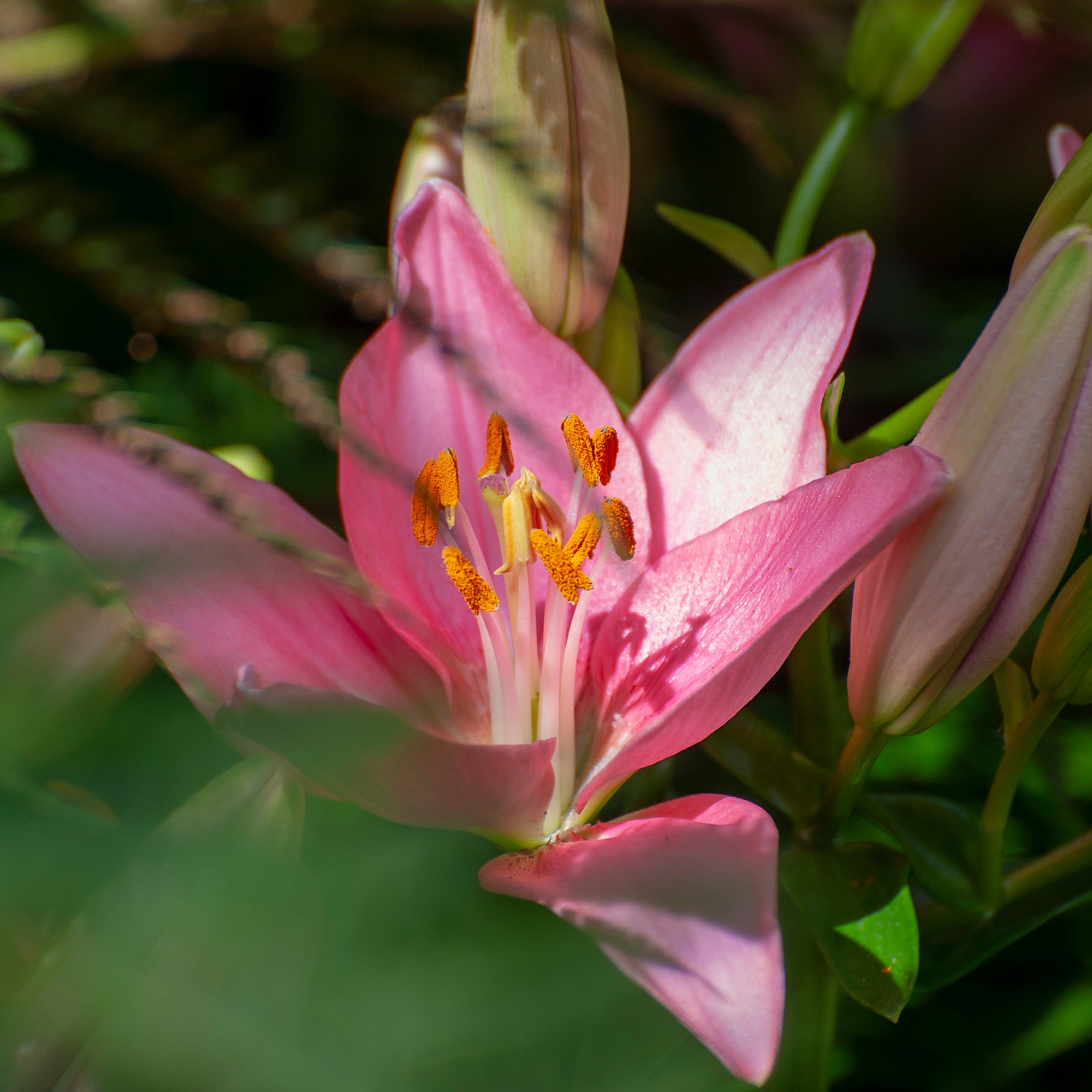 Lilium Pink (1 Bulb)