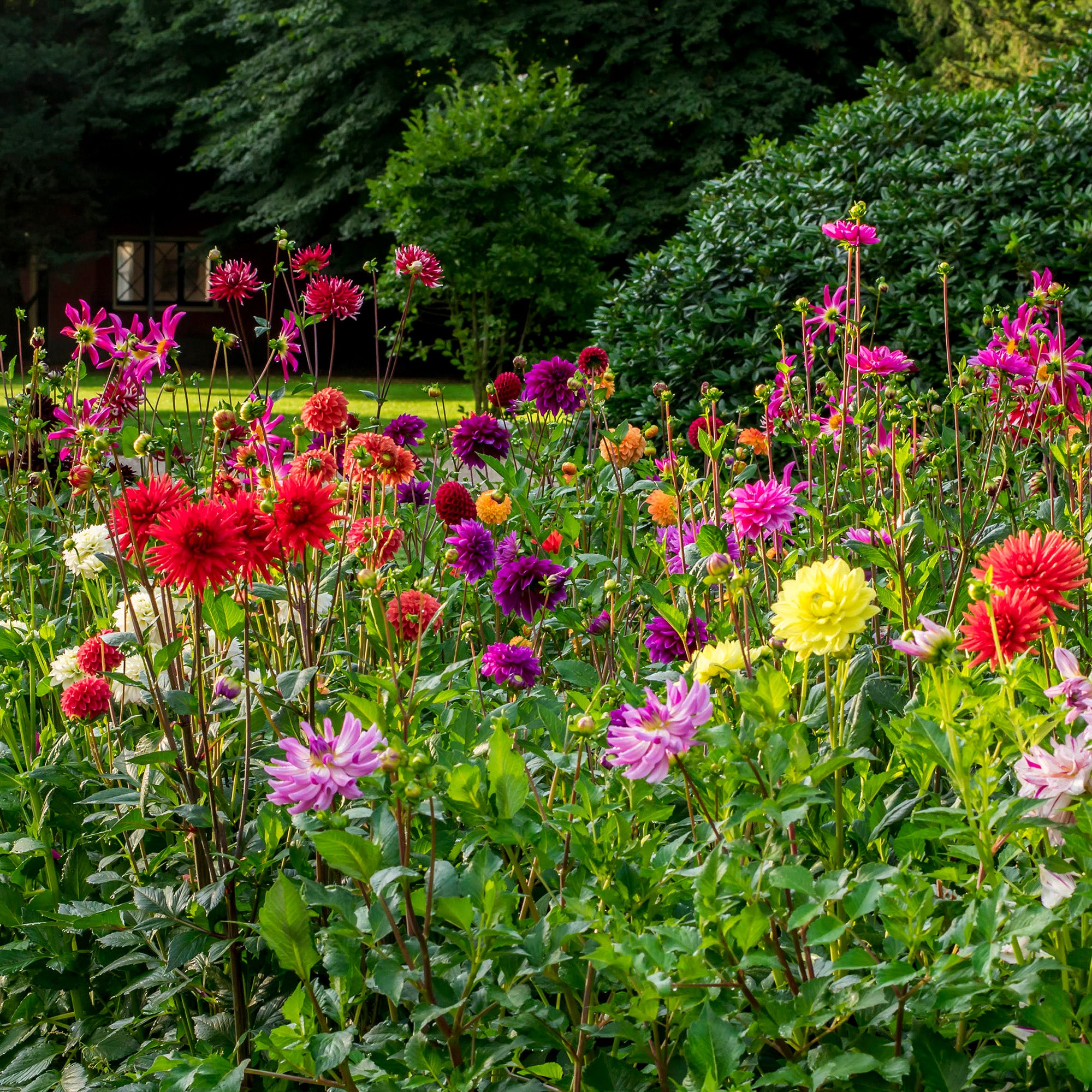 Dahlia Decorative Mixed (3 Bulbs)