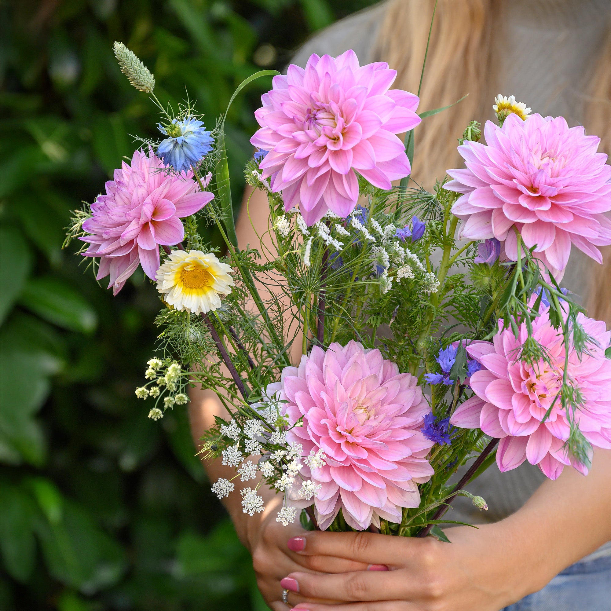 Dahlia Anne Marie (1 Bulb)