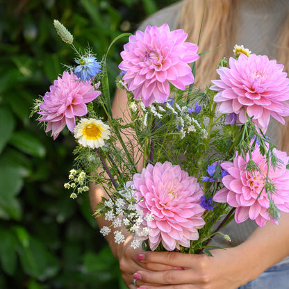 Dahlia Anne Marie (1 Bulb)