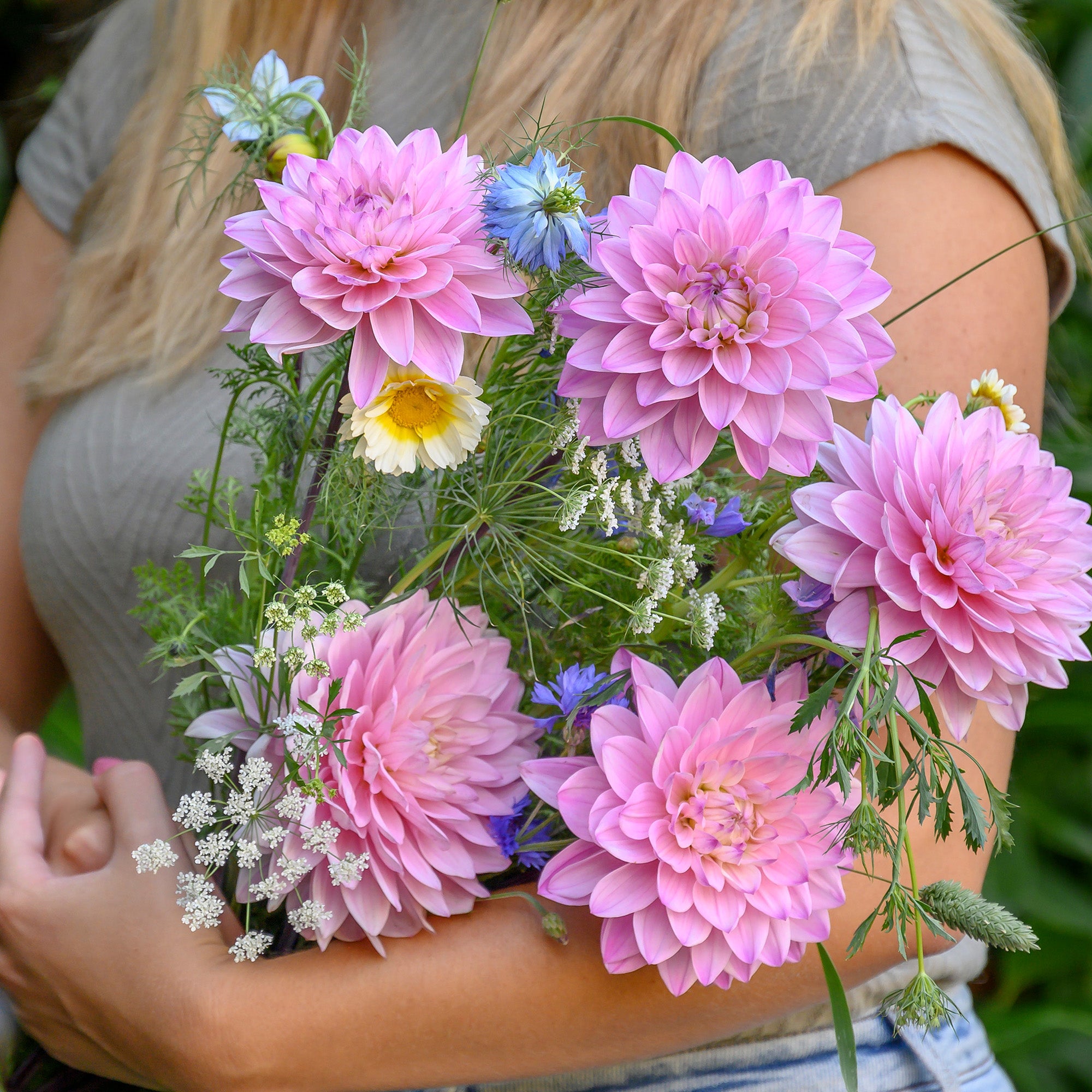 Dahlia Anne Marie (1 Bulb)