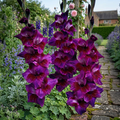 Gladiolus Velvet Eyes (5 Bulbs)