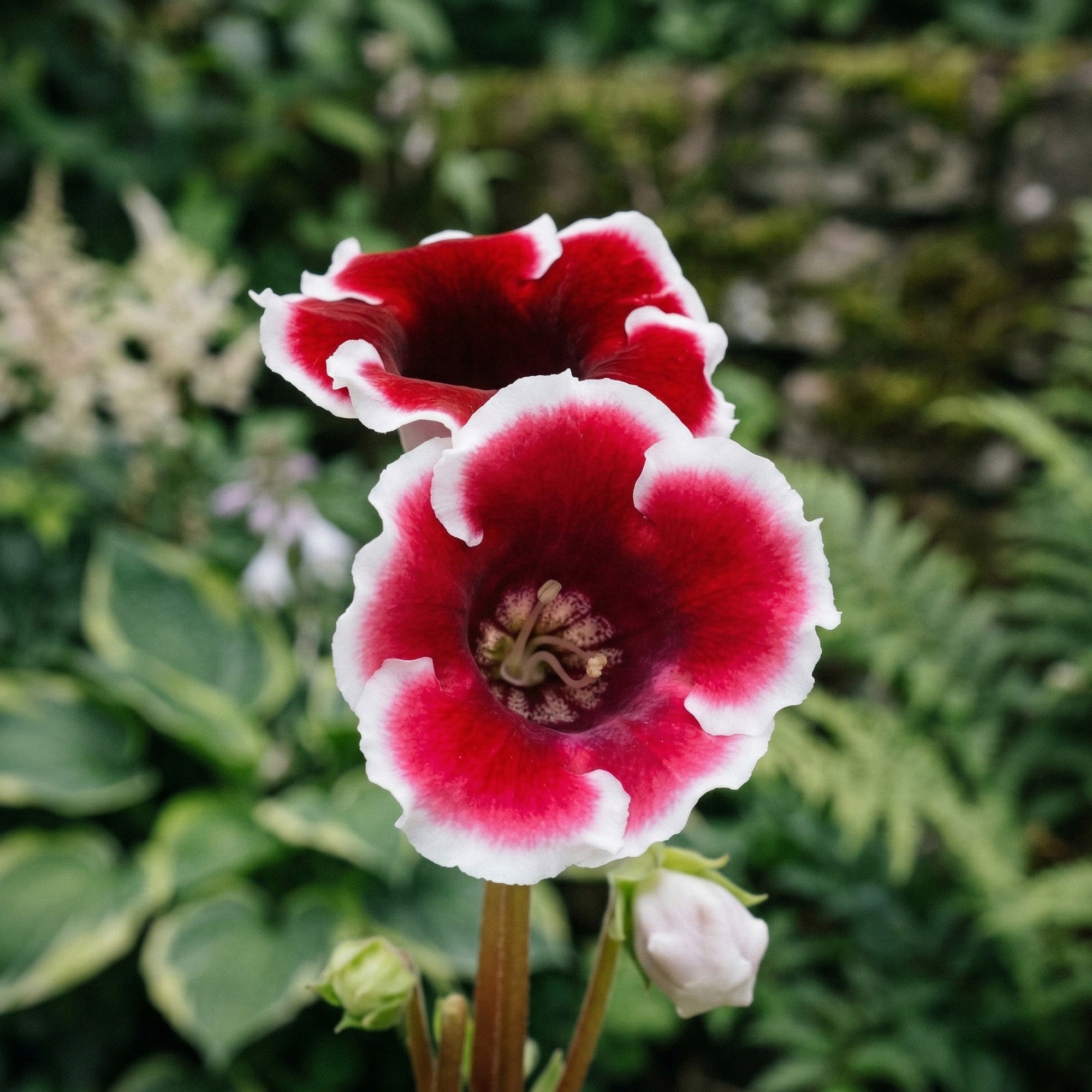 Gloxinia Kaiser Friedrich (2 Bulbs)