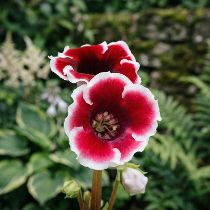 Gloxinia Kaiser Friedrich (2 Bulbs)